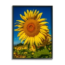 Stupell Industries Summery Sunflower Plant Blooming Summertime Clear Sky Photograph Black Framed Art Print Wall Art, Design by Steve Smith