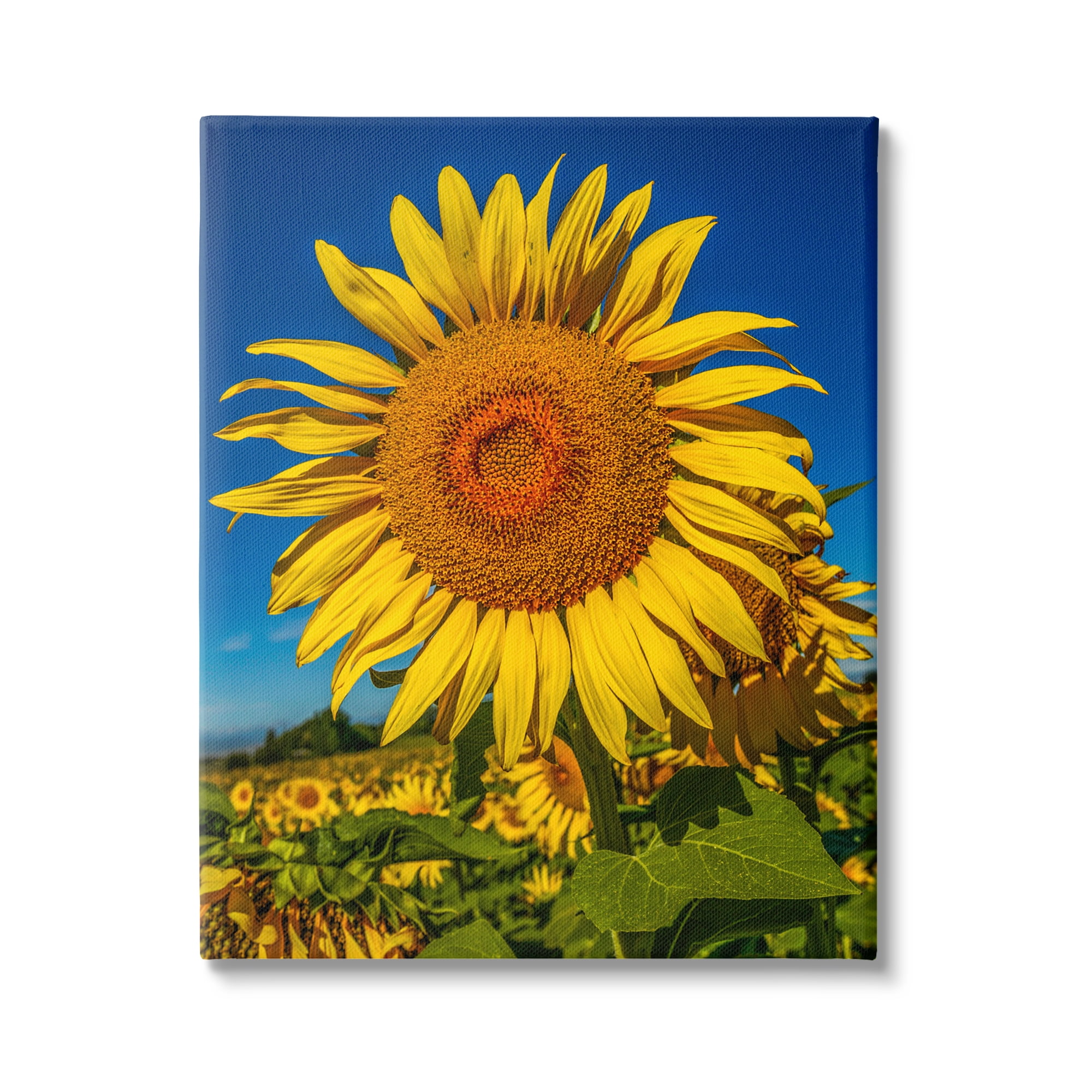 Stupell Industries Summery Sunflower Plant Blooming Summertime Clear Sky Photograph Gallery Wrapped Canvas Print Wall Art, Design by Steve Smith