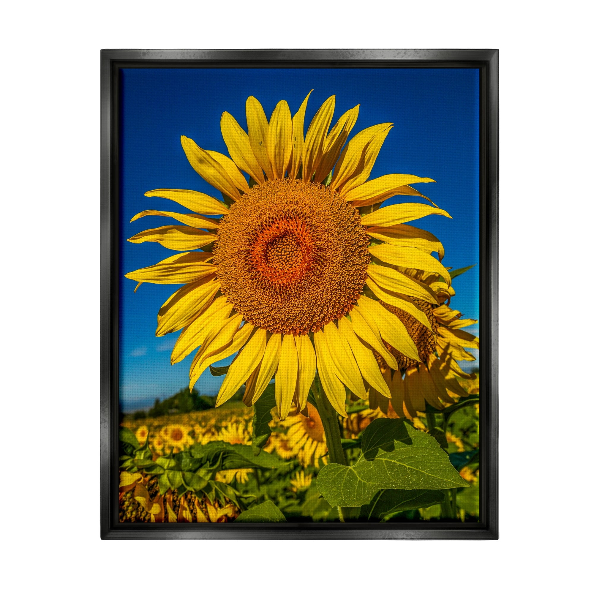 Stupell Industries Summery Sunflower Plant Blooming Summertime Clear Sky Photograph Jet Black Floating Framed Canvas Print Wall Art, Design by Steve Smith