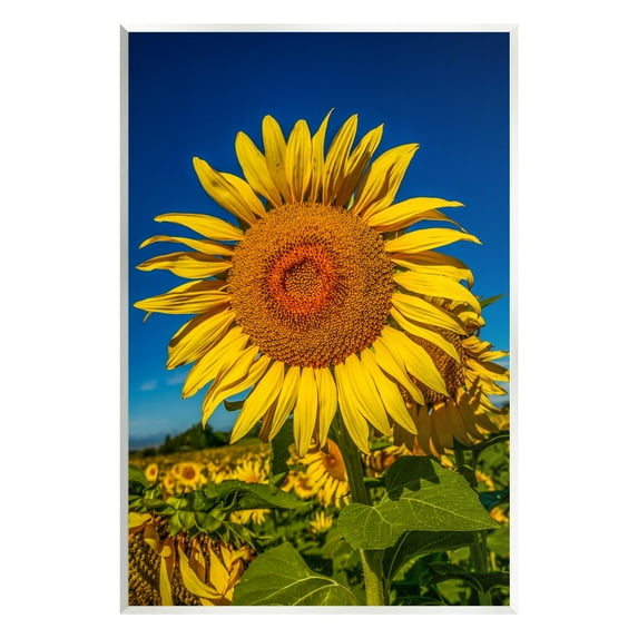 Stupell Industries Summery Sunflower Plant Blooming Summertime Clear Sky Photograph Unframed Art Print Wall Art, Design by Steve Smith