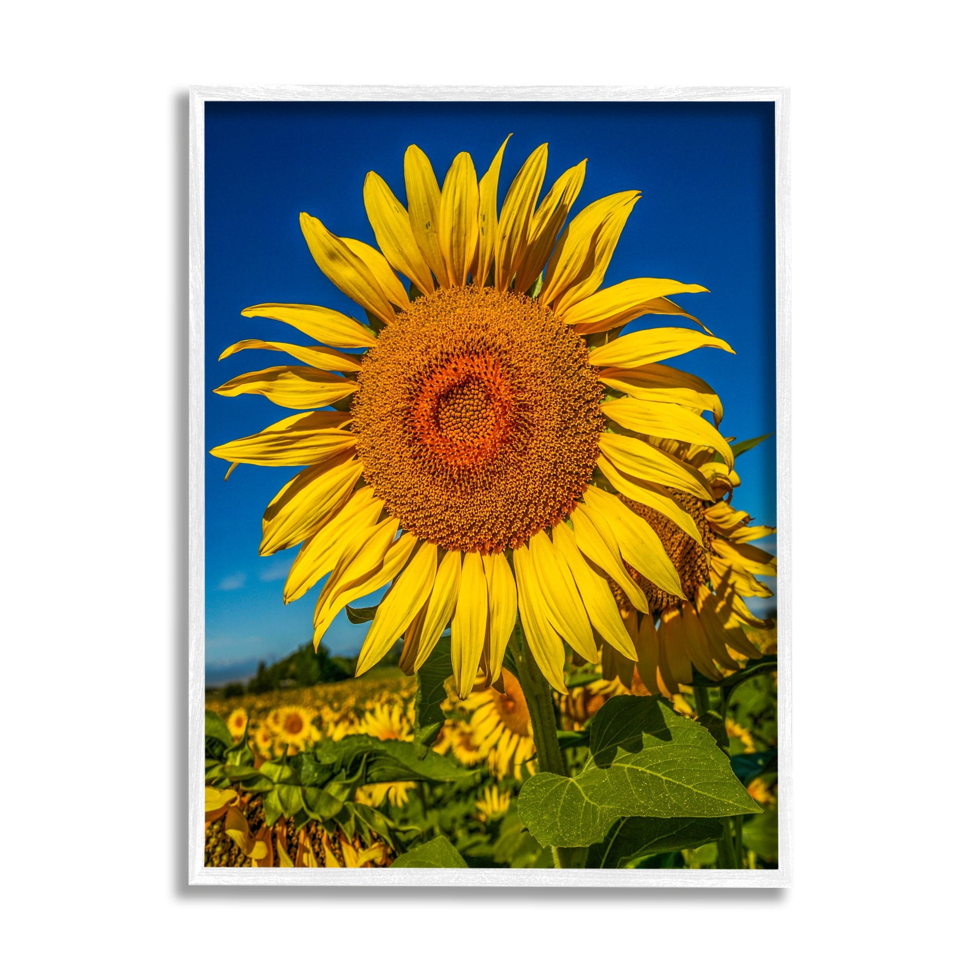 Stupell Industries Summery Sunflower Plant Blooming Summertime Clear Sky Photograph White Framed Art Print Wall Art, Design by Steve Smith