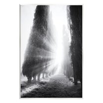 Stupell Industries Sun Rays & Hedge Grove Landscape Photography Unframed Art Print Wall Art, 10 x 15