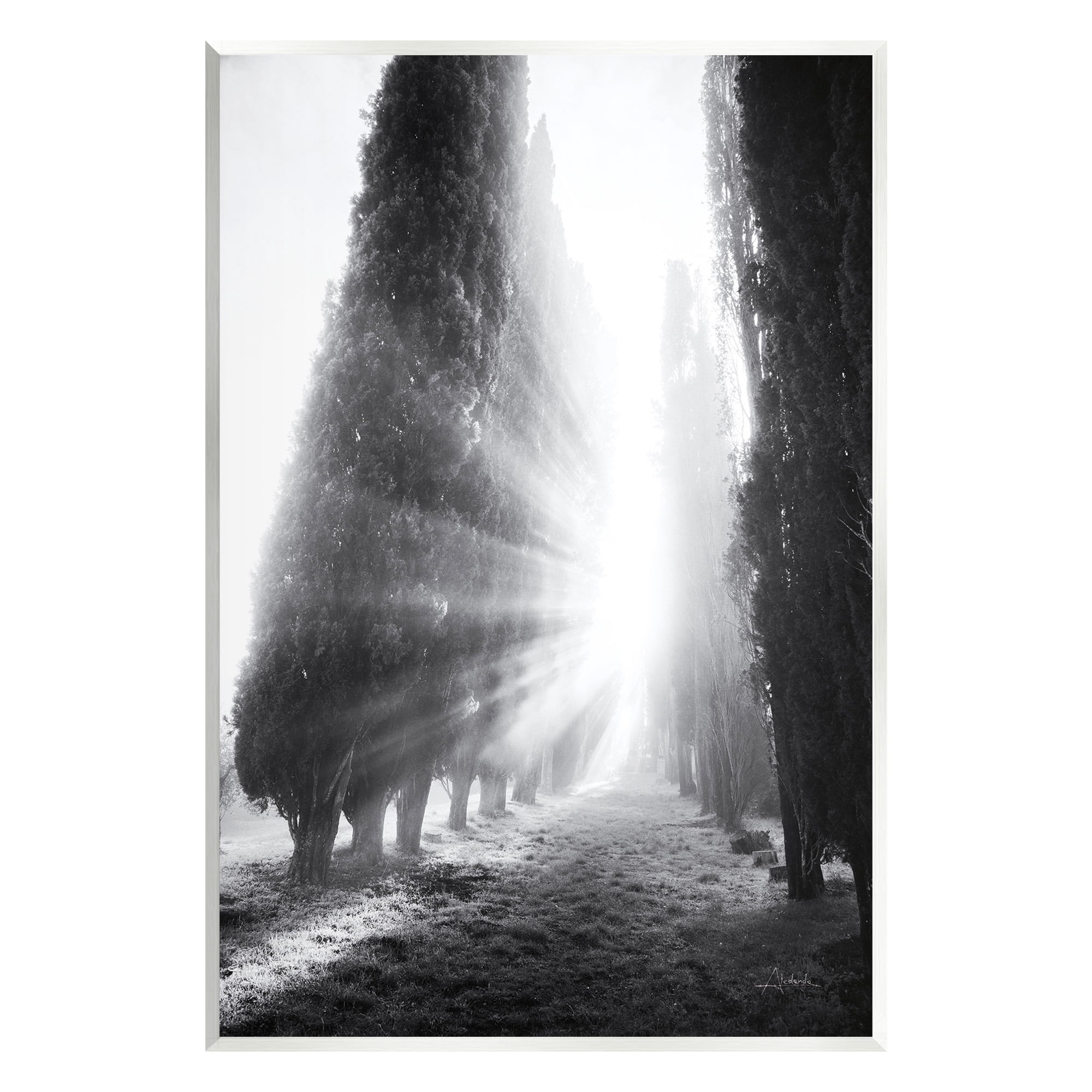 Stupell Industries Sun Rays & Hedge Grove Landscape Photography Unframed Art Print Wall Art, 13 x 19