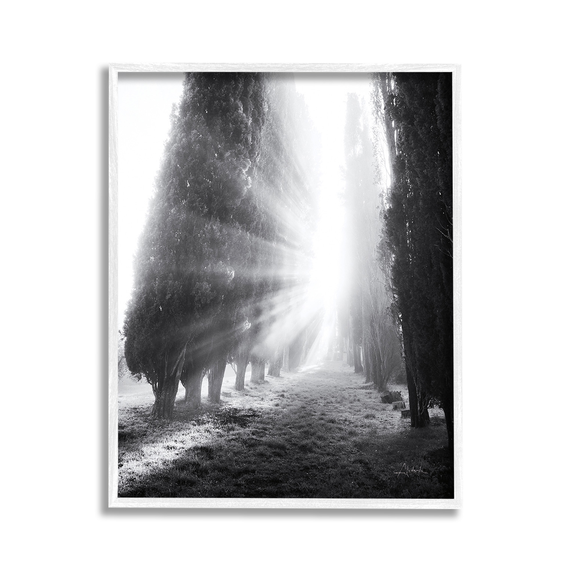 Stupell Industries Sun Rays & Hedge Grove Landscape Photography White Framed Art Print Wall Art, 11 x 14
