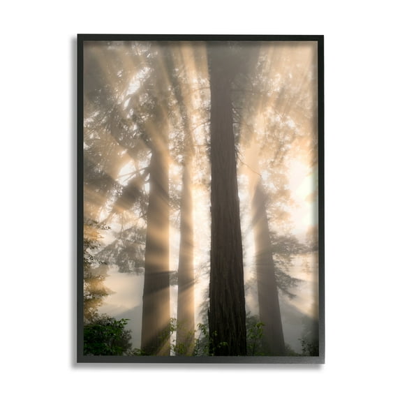 Stupell Industries Sun Rays Woodland Trees View Landscape Photography Black Framed Art Print Wall Art