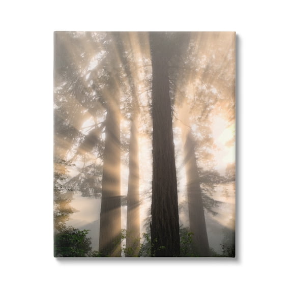 Stupell Industries Sun Rays Woodland Trees View Landscape Photography Gallery Wrapped Canvas Print Wall Art