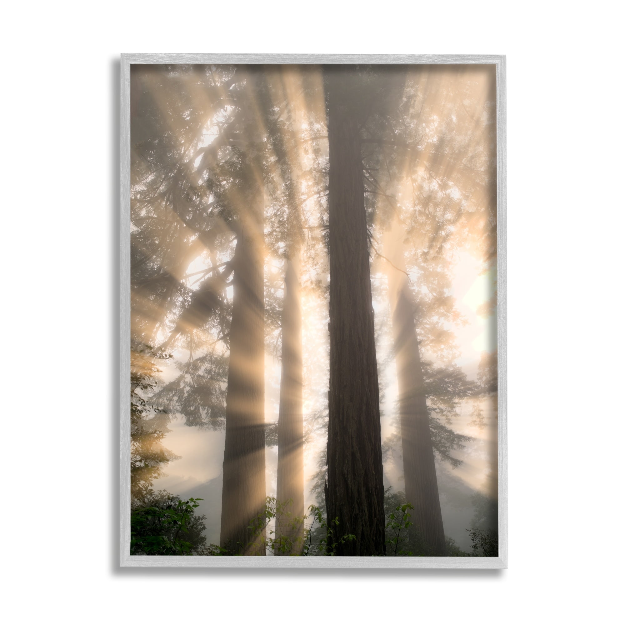Stupell Industries Sun Rays Woodland Trees View Landscape Photography Gray Framed Art Print Wall Art