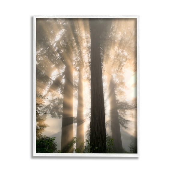 Stupell Industries Sun Rays Woodland Trees View Landscape Photography White Framed Art Print Wall Art