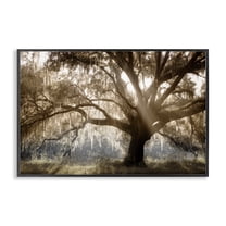 Stupell Industries Sun Streak Through Tree Landscape & Nature Photography Black Framed Art Print Wall Art, 18 x 12