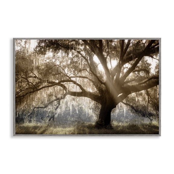 Stupell Industries Sun Streak Through Tree Landscape & Nature Photography Gray Framed Art Print Wall Art, 18 x 12