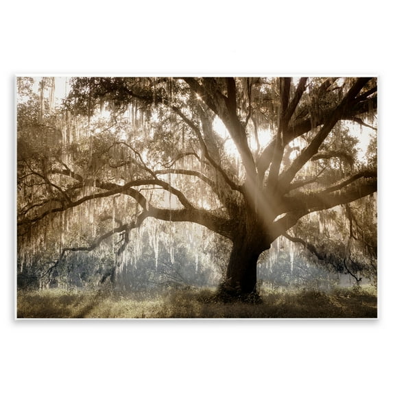 Stupell Industries Sun Streak Through Tree Landscape & Nature Photography Unframed Art Print Wall Art, 15 x 10