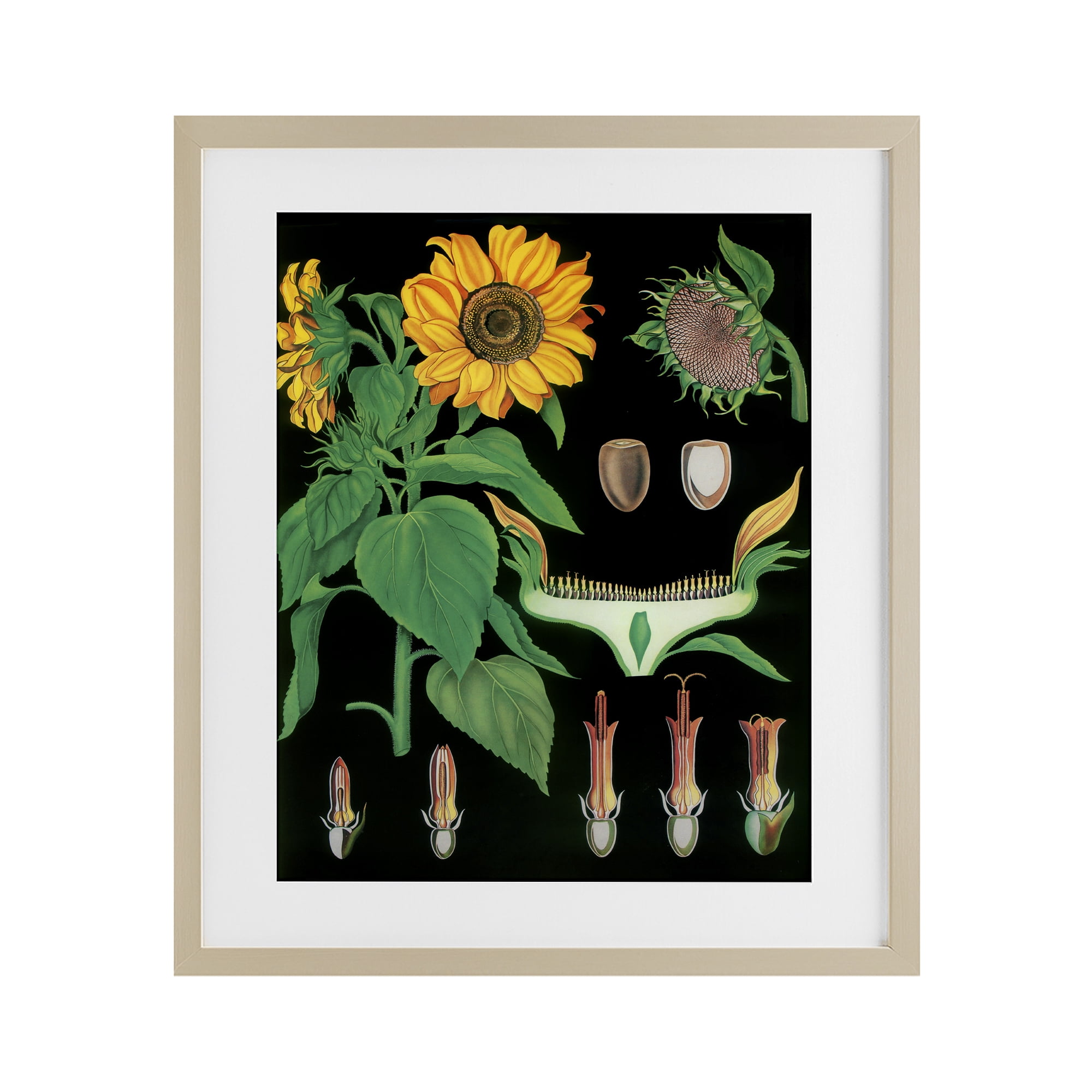 Stupell Industries Sunflower Bulb Illustrations Birch Framed Print Under Glass, design by Vintage Hustle