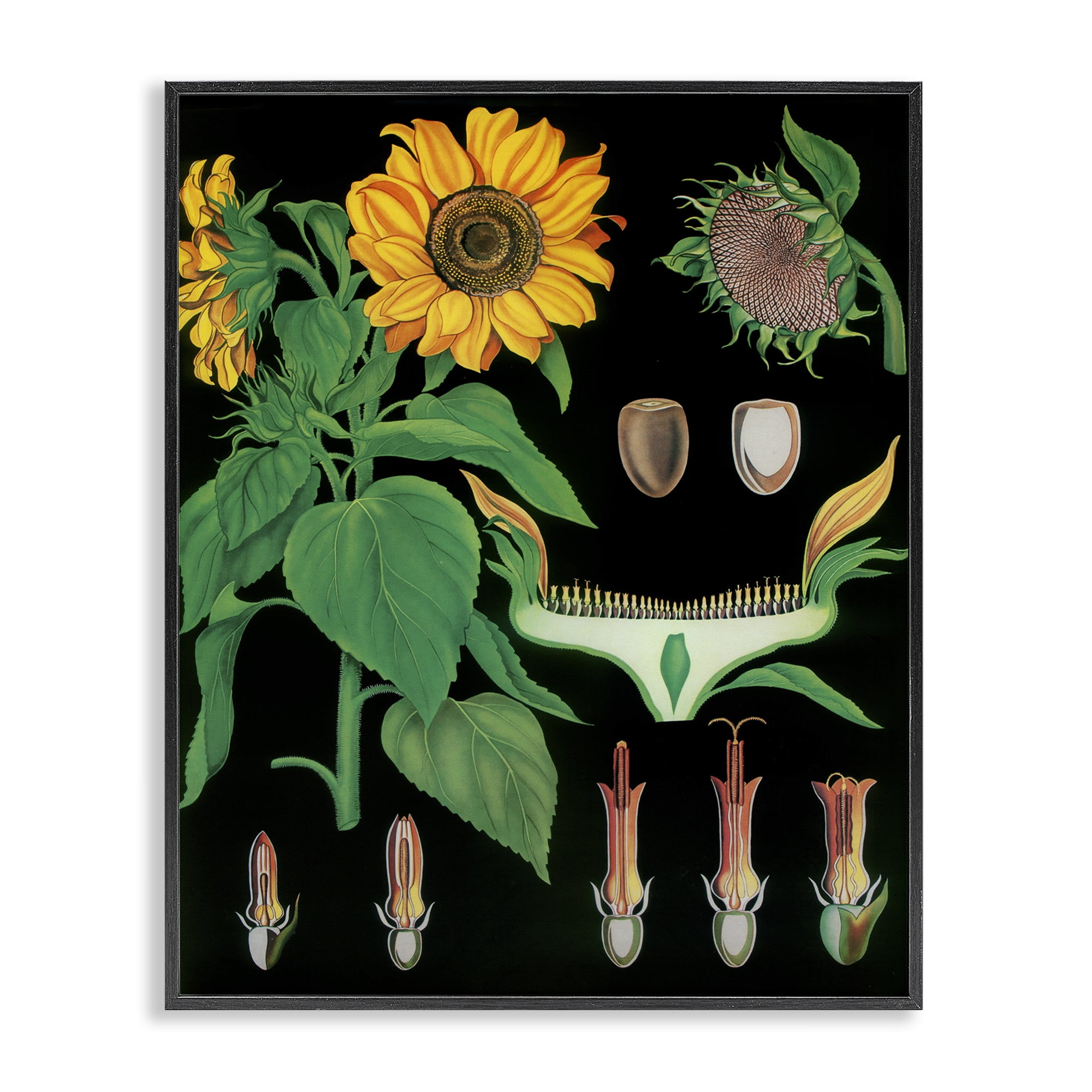 Stupell Industries Sunflower Bulb Illustrations Black Framed Giclee Art, design by Vintage Hustle