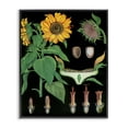 thumbnail image 1 of Stupell Industries Shabby Chic Sunflower Bulb Illustrations Black Framed Giclee Art, 11 x 14, by Vintage Hustle, 1 of 8