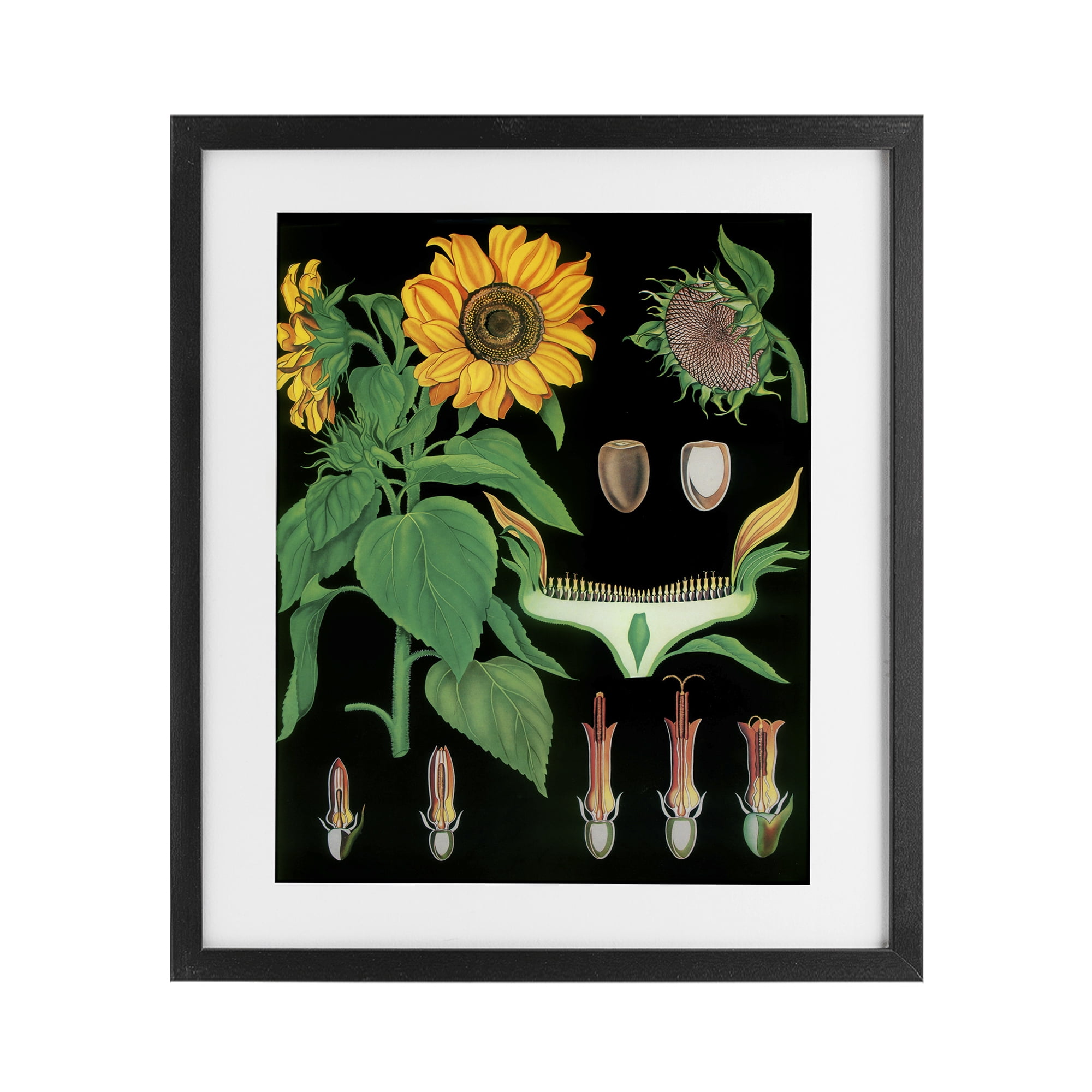 Stupell Industries Sunflower Bulb Illustrations Black Framed Print Under Glass, design by Vintage Hustle
