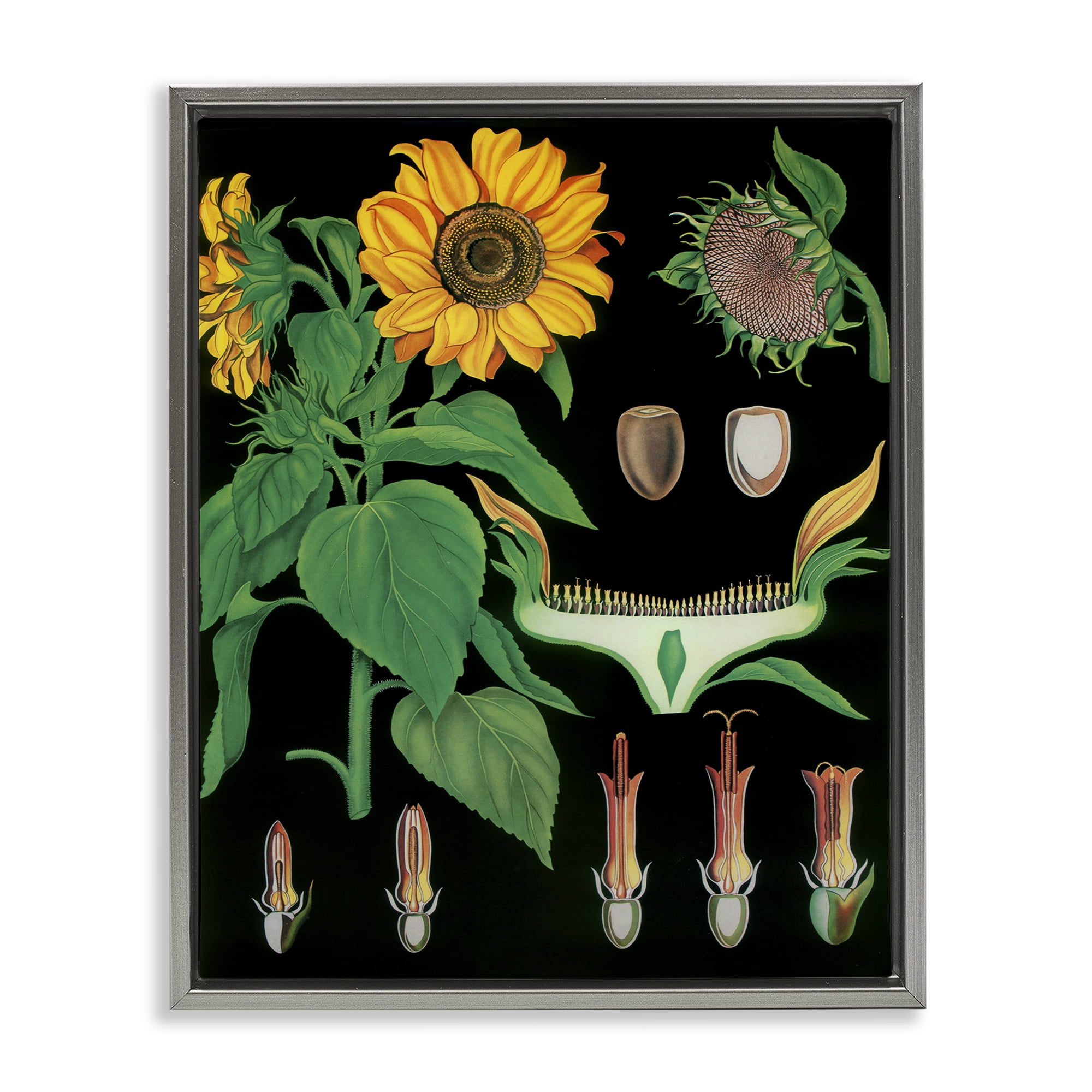 Stupell Industries Sunflower Bulb Illustrations Gray Framed Floater Canvas Wall Art, design by Vintage Hustle