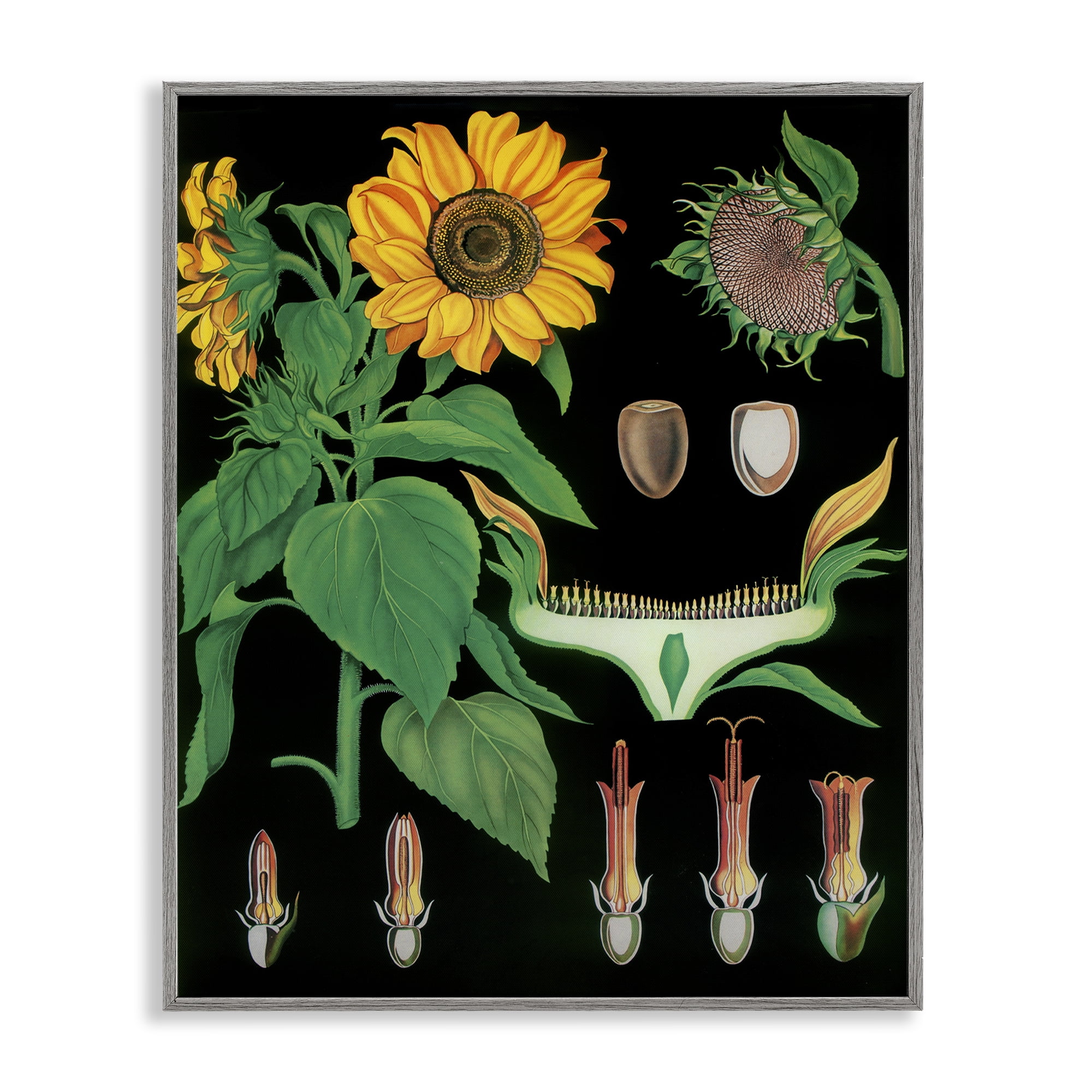 Stupell Industries Sunflower Bulb Illustrations Gray Framed Giclee Art, design by Vintage Hustle