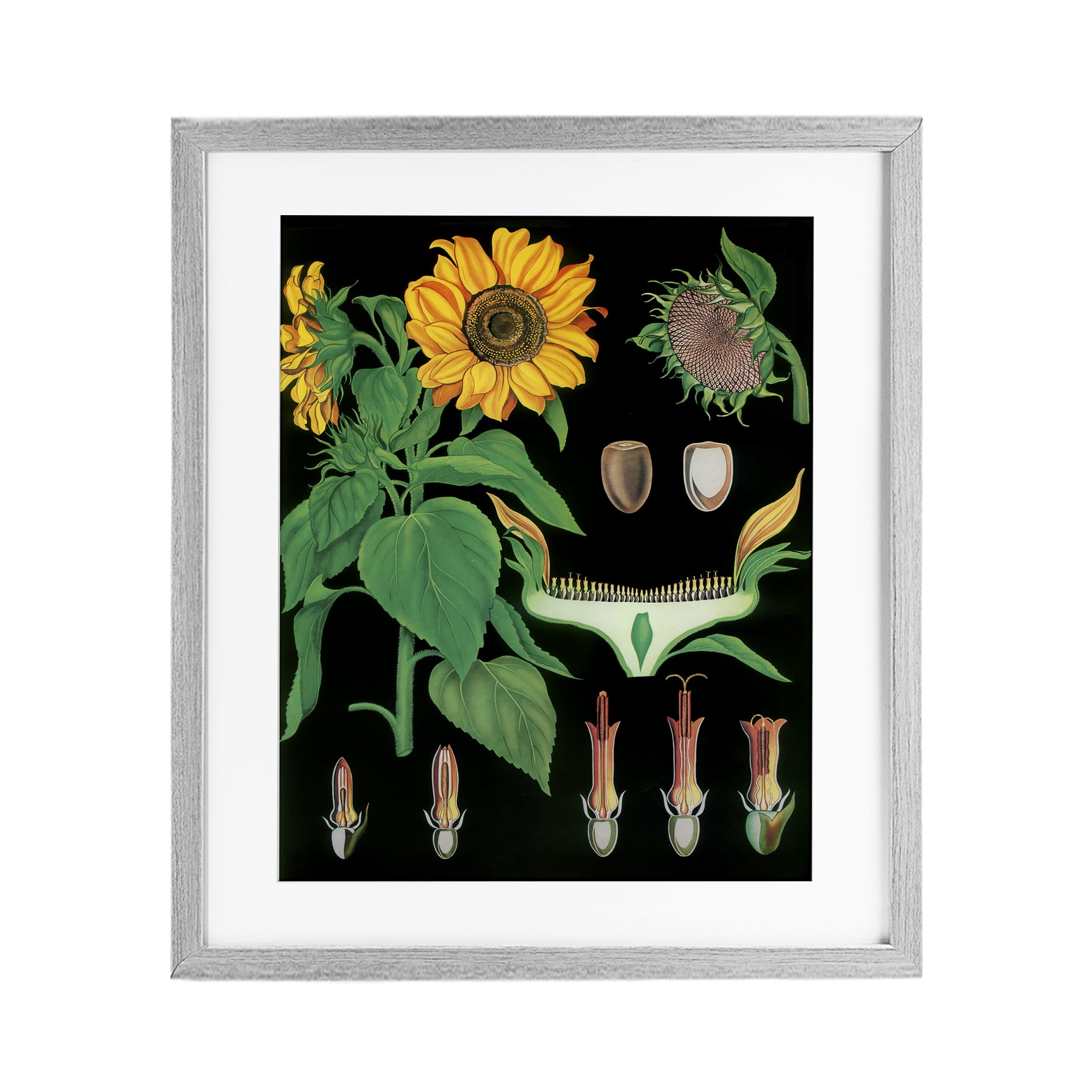 Stupell Industries Sunflower Bulb Illustrations Gray Framed Print Under Glass, design by Vintage Hustle
