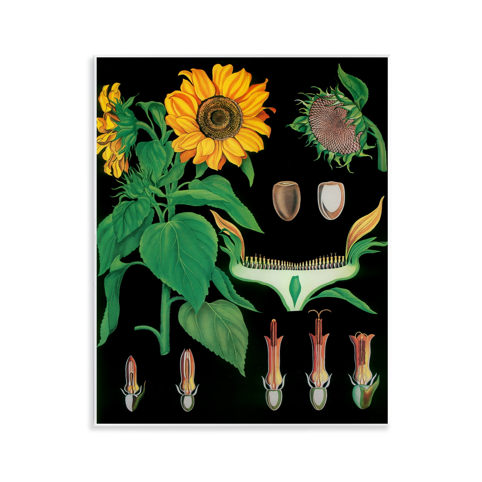 Stupell Industries Sunflower Bulb Illustrations Wall Plaque Art, design by Vintage Hustle