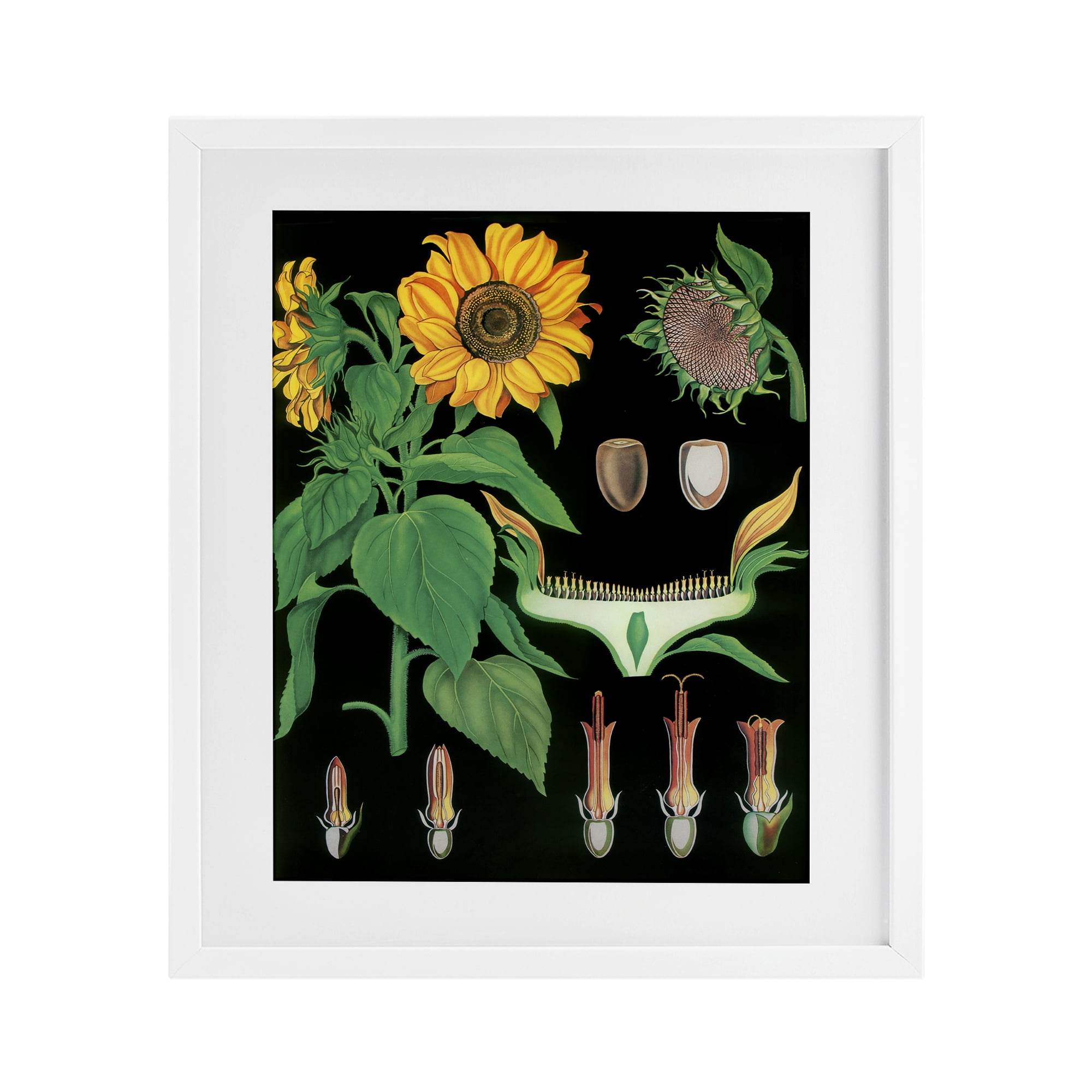 Stupell Industries Sunflower Bulb Illustrations White Framed Print Under Glass, design by Vintage Hustle