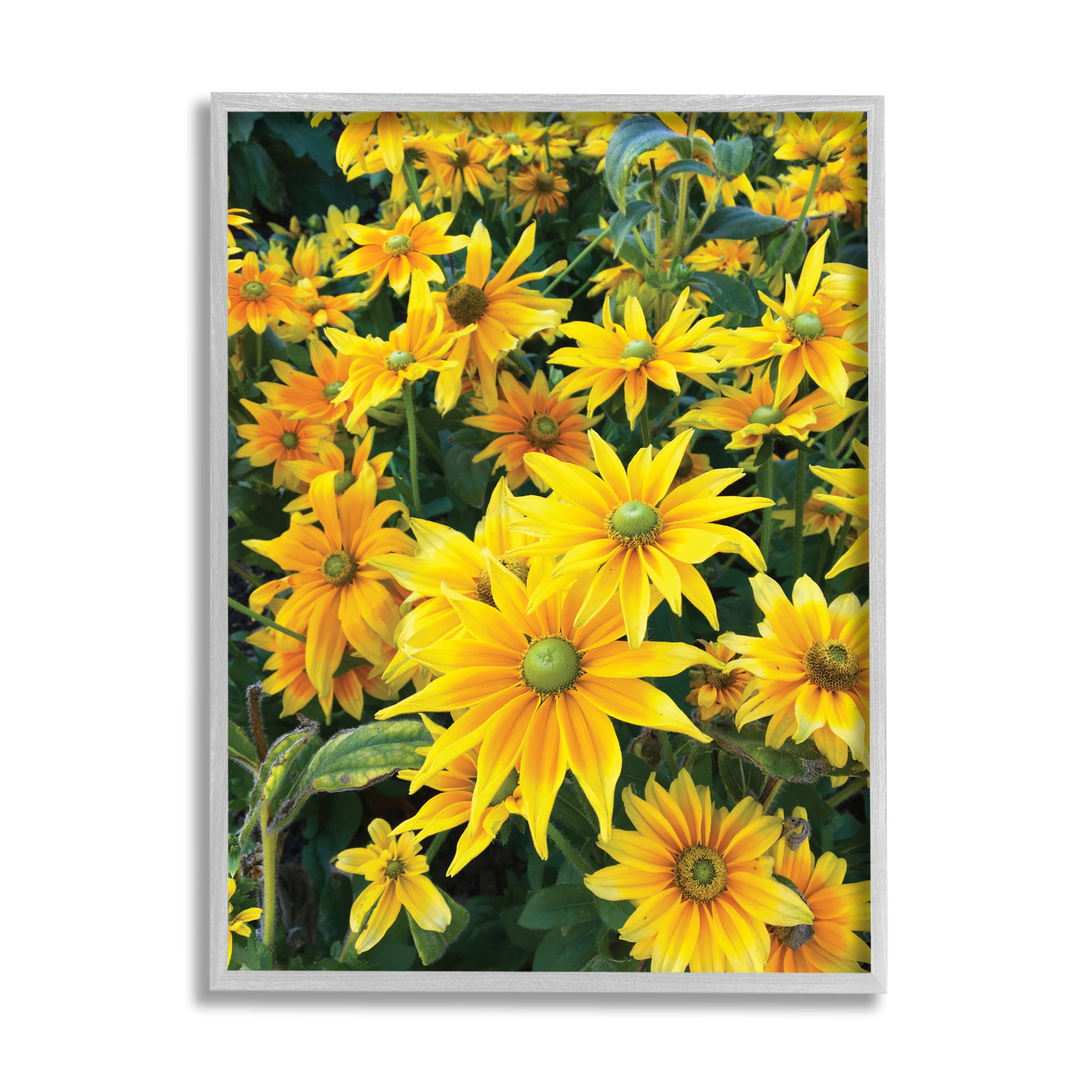 Stupell Industries Sunflower Field Blooming Green Bulbs Yellow Petals, 16 x 20, Designed by Sarah Jane