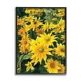 thumbnail image 1 of Stupell Industries Sunflower Field Blooming Green Bulbs Yellow Petals, 16 x 20, Designed by Sarah Jane, 1 of 6