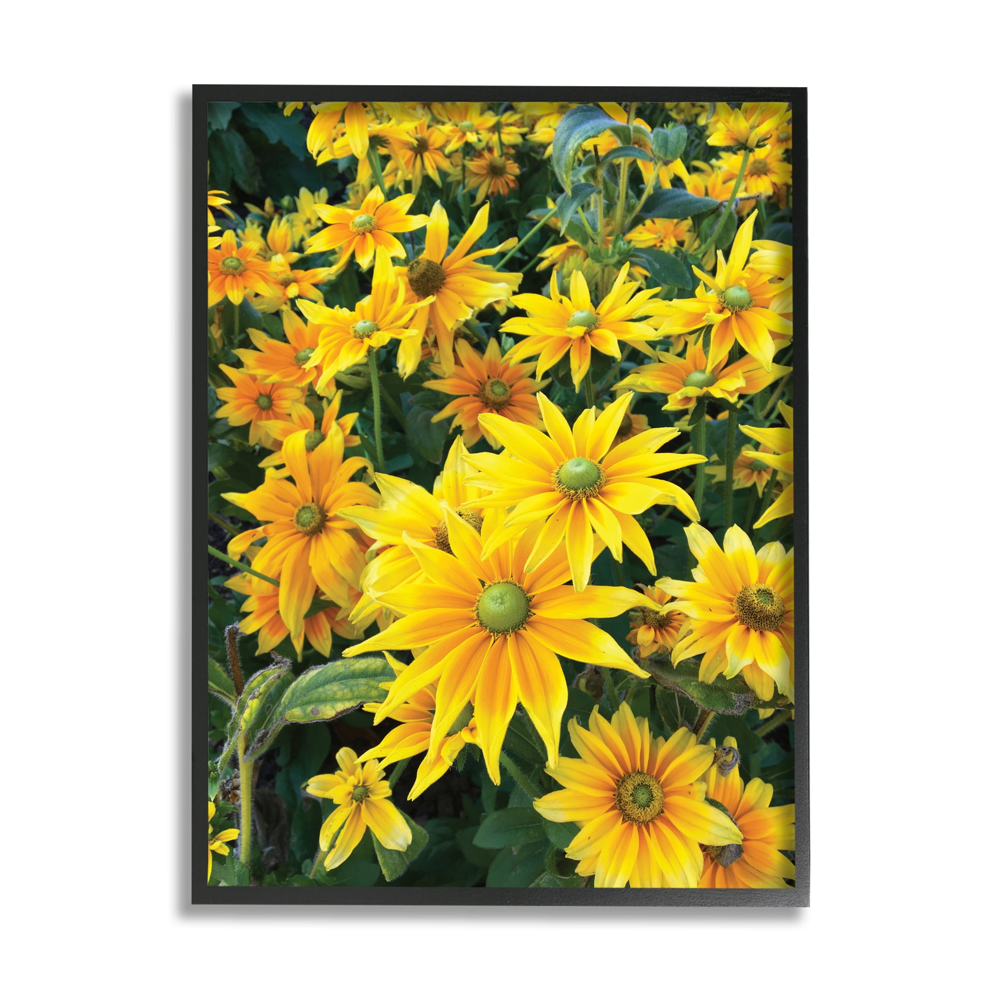 Stupell Industries Sunflower Field Blooming Green Bulbs Yellow Petals Photography Black Framed Art Print Wall Art, 24x30, by Sarah Jane