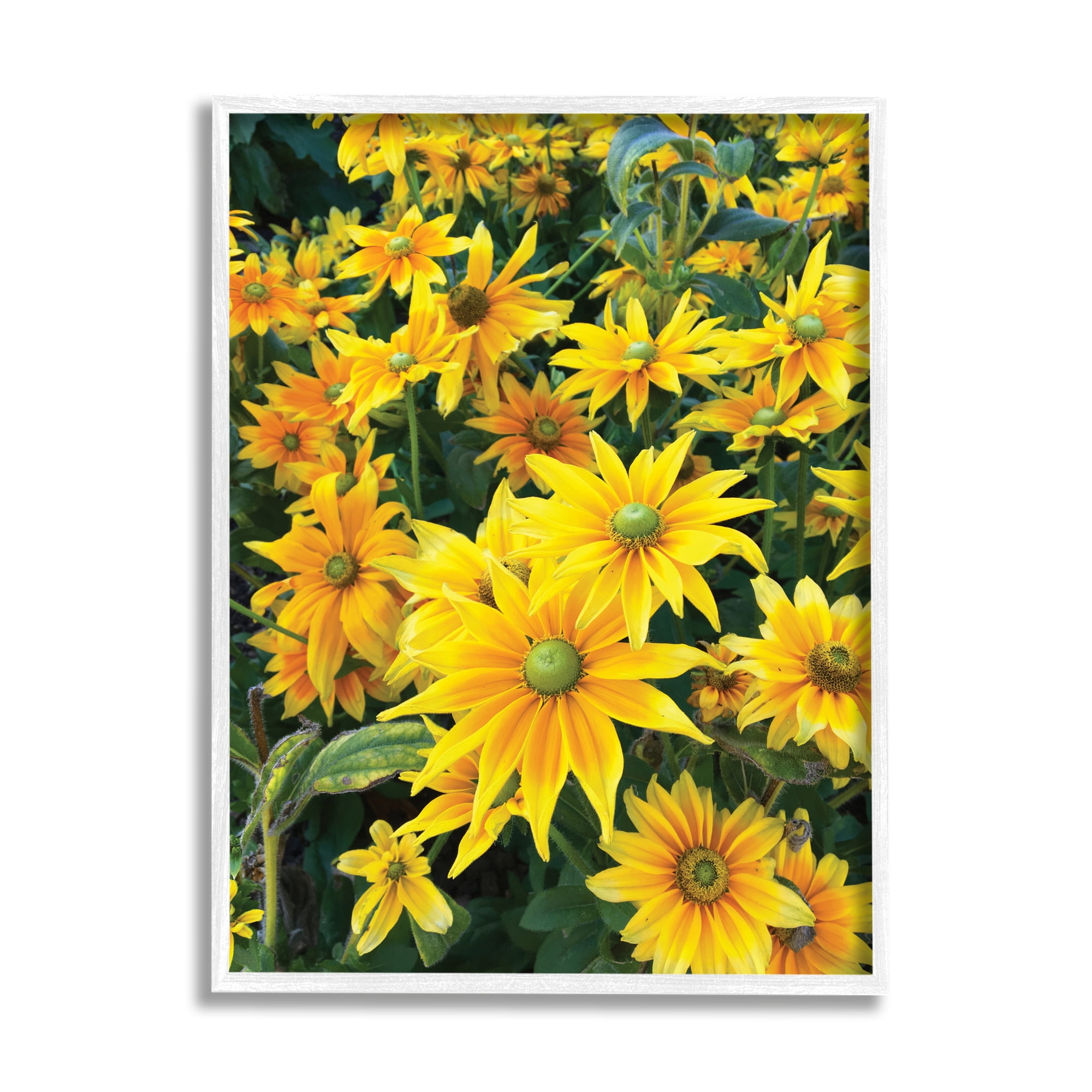 Stupell Industries Sunflower Field Blooming Green Bulbs Yellow Petals Photography White Framed Art Print Wall Art, 11x14, by Sarah Jane