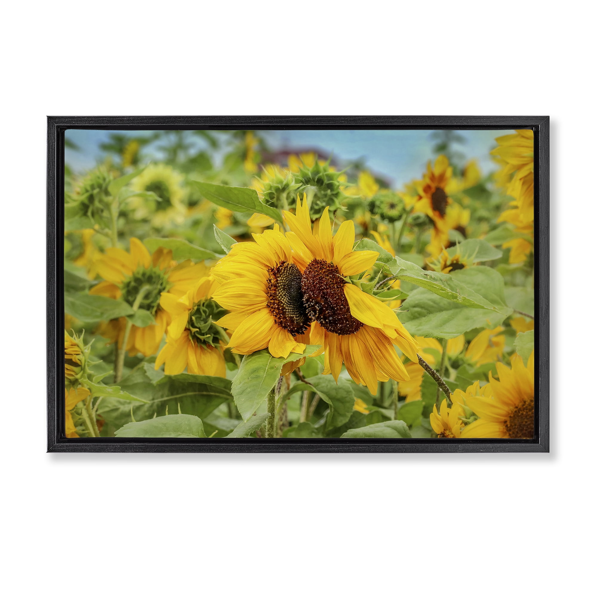 Stupell Industries Sunflower Field Photography Landscape Photography Black Floater Framed Art Print Wall Art, 31 x 21