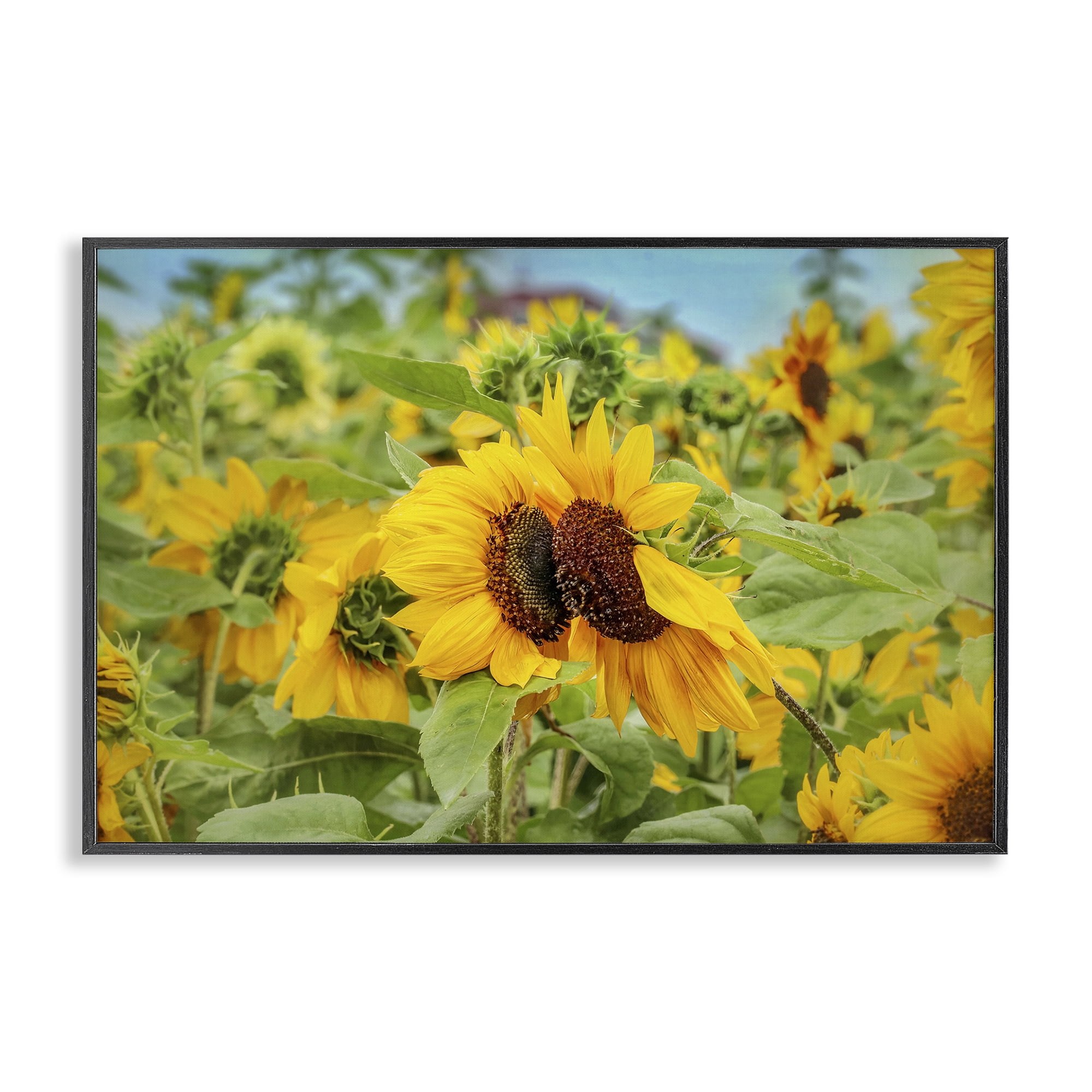 Stupell Industries Sunflower Field Photography Landscape Photography Black Framed Art Print Wall Art, 30 x 20
