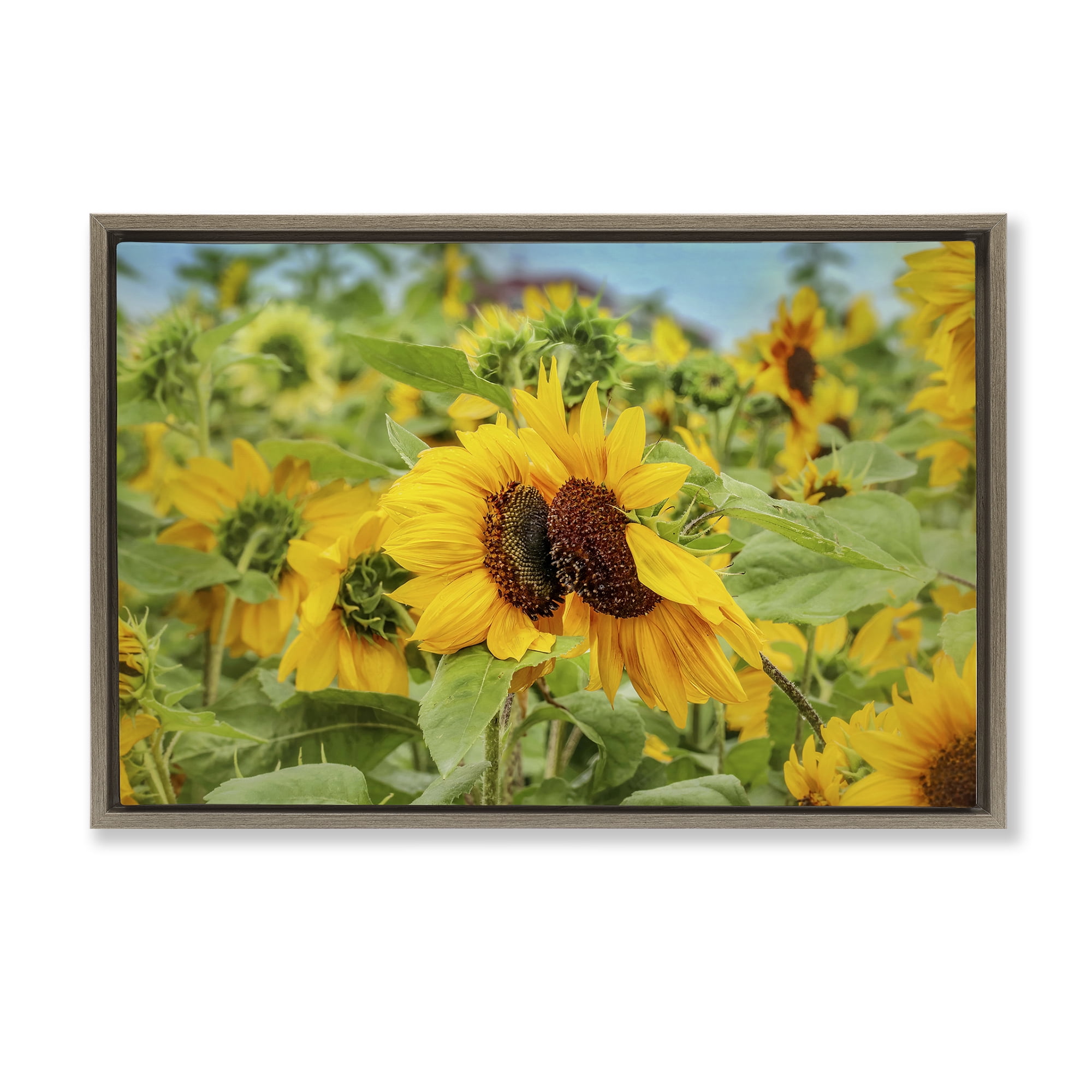 Stupell Industries Sunflower Field Photography Landscape Photography Brown Floater Framed Art Print Wall Art, 31 x 21