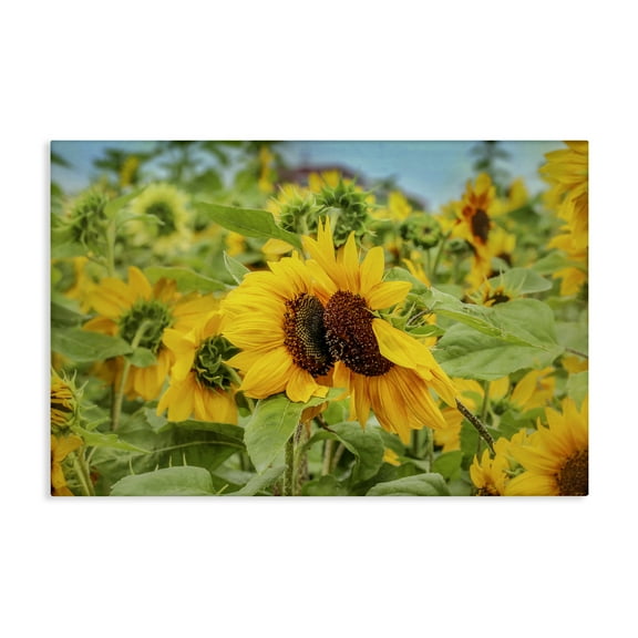 Stupell Industries Sunflower Field Photography Landscape Photography Gallery Wrapped Canvas Art Print Wall Art, 24 x 16