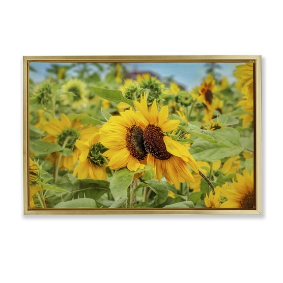 Stupell Industries Sunflower Field Photography Landscape Photography Gold Floater Framed Art Print Wall Art, 31 x 21