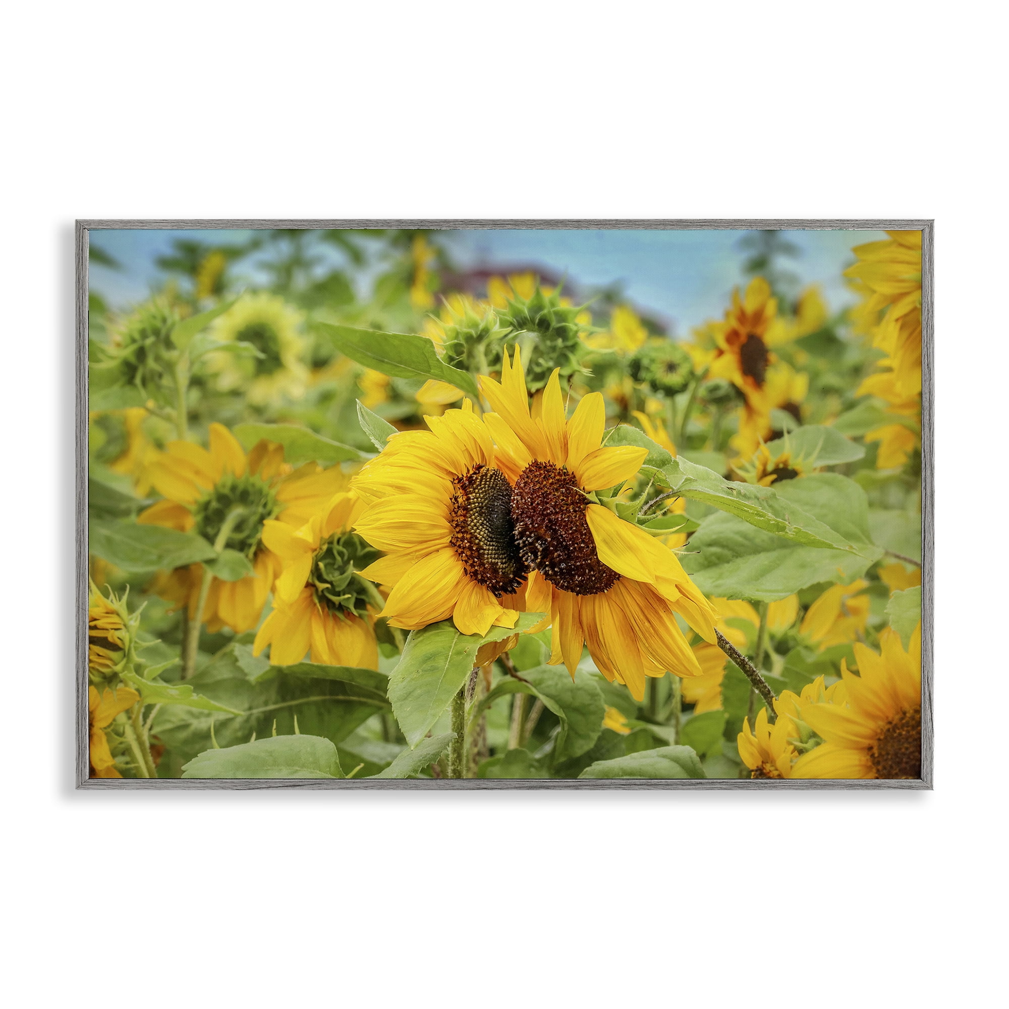 Stupell Industries Sunflower Field Photography Landscape Photography Gray Framed Art Print Wall Art, 30 x 20