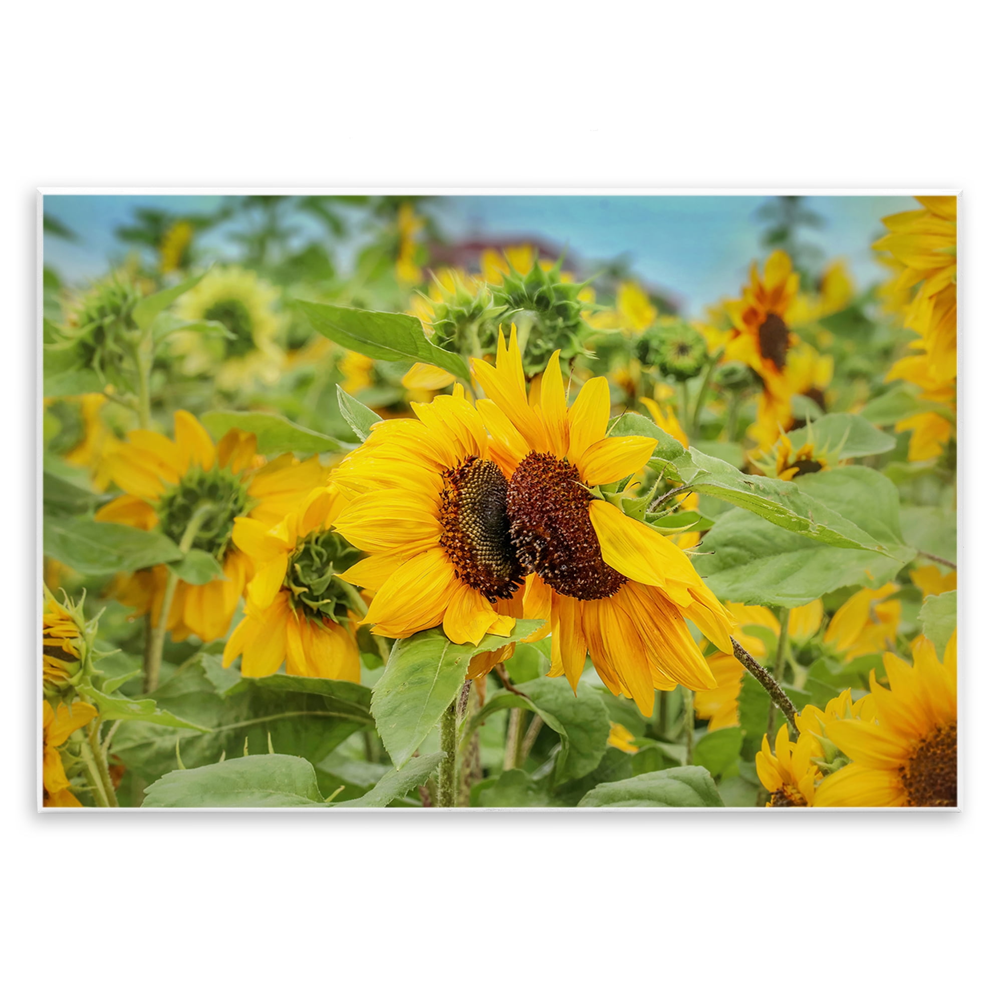 Stupell Industries Sunflower Field Photography Landscape Photography Unframed Art Print Wall Art, 15 x 10