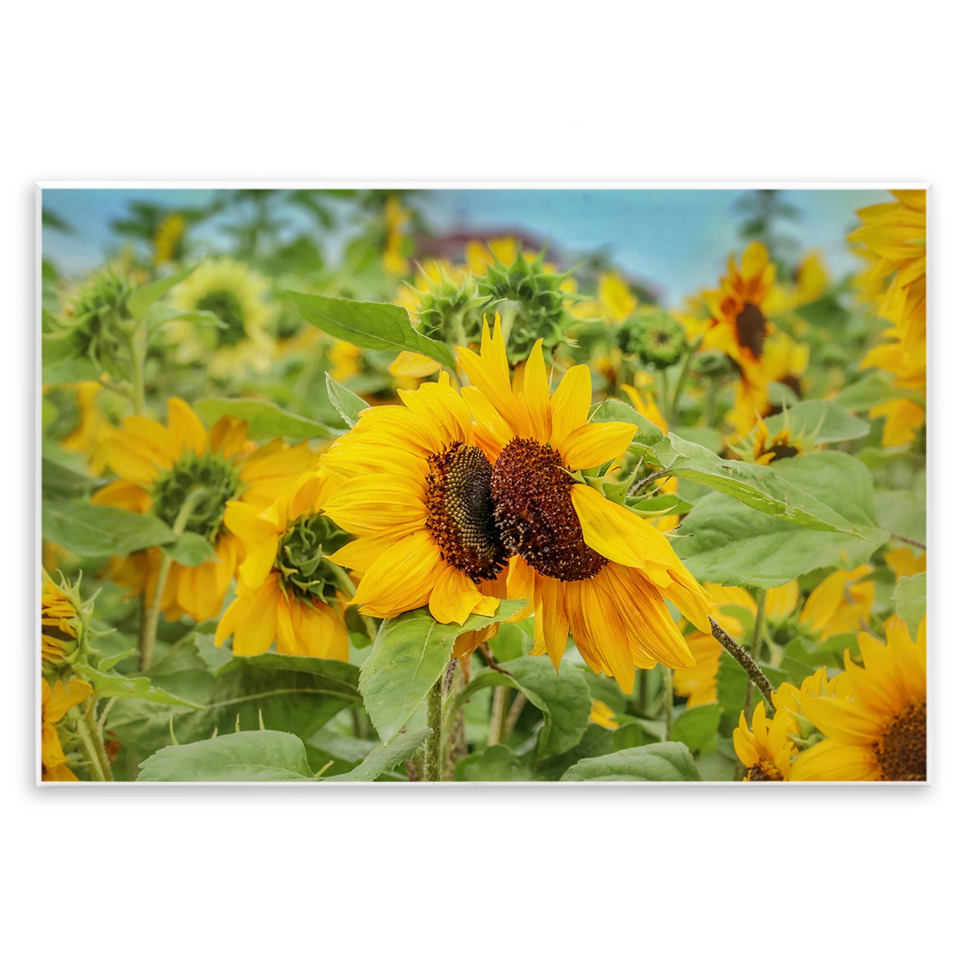 Stupell Industries Sunflower Field Photography Landscape Photography Unframed Art Print Wall Art, 19 x 13