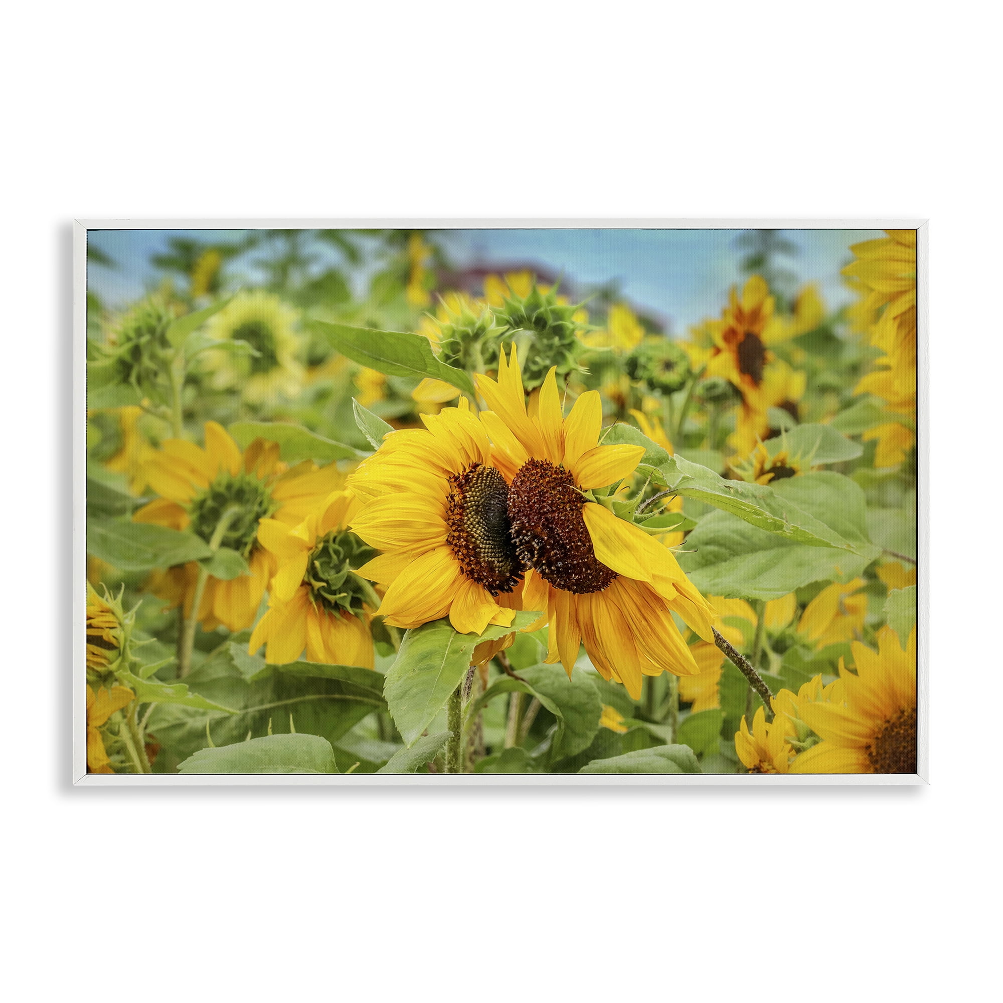 Stupell Industries Sunflower Field Photography Landscape Photography White Framed Art Print Wall Art, 18 x 12