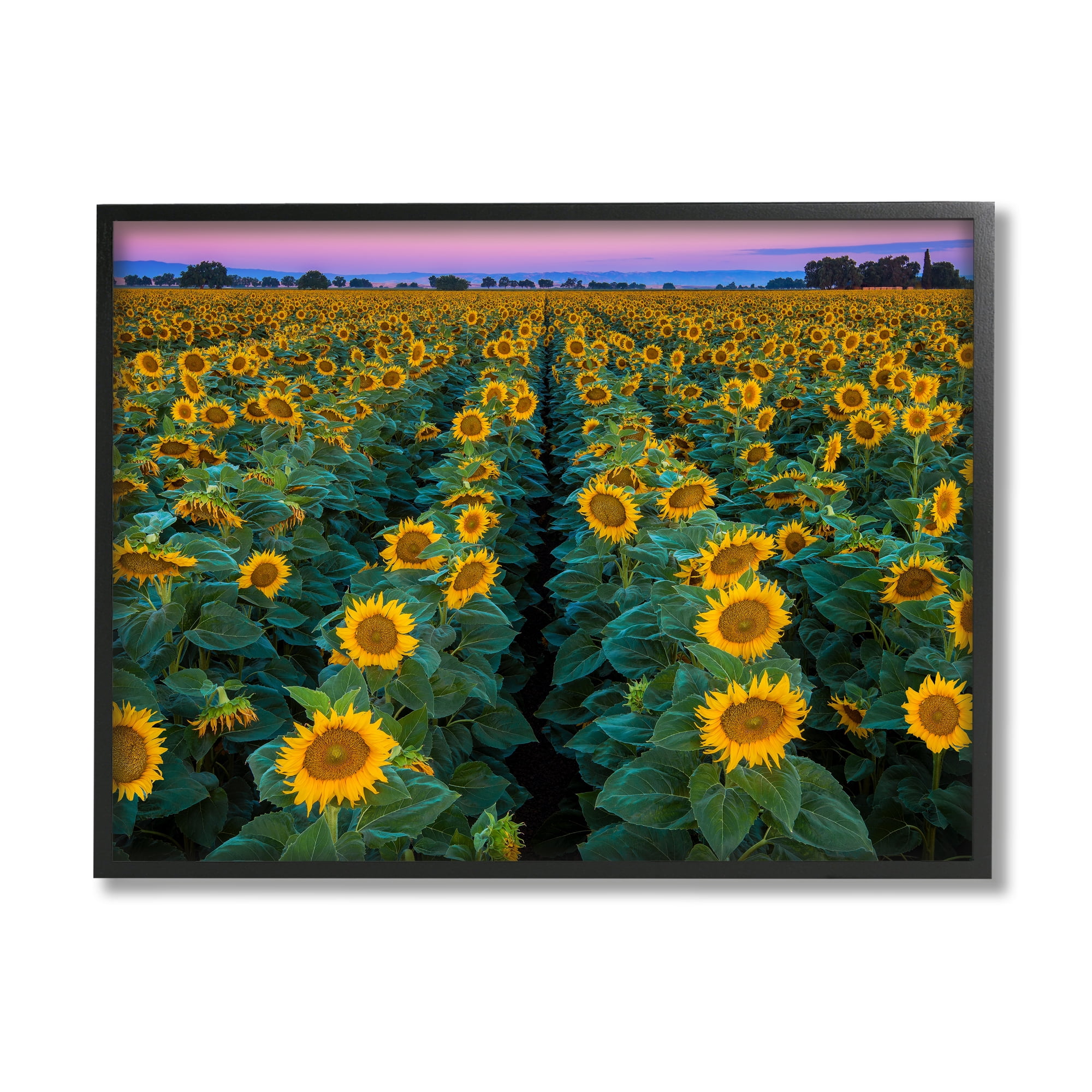 Stupell Industries Sunflower Field Rows at Sunset Farm Photography ...