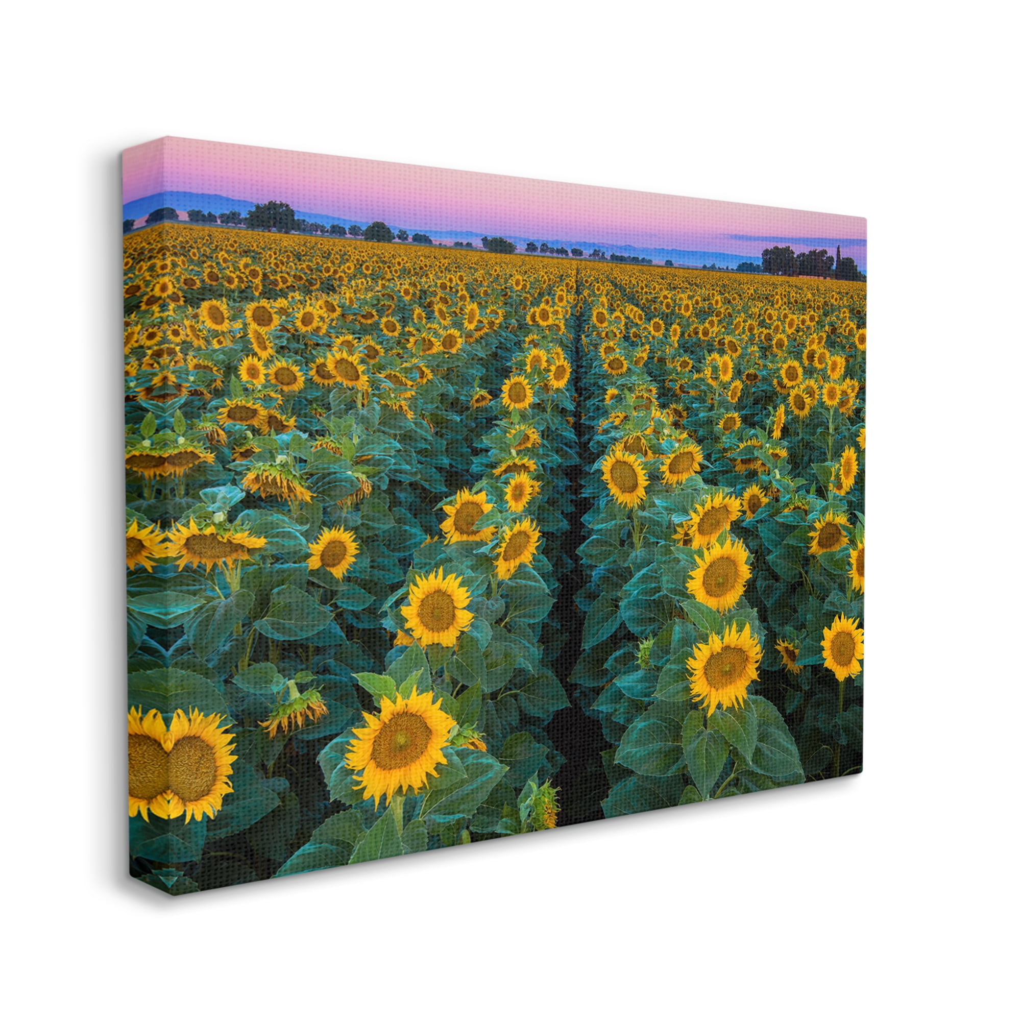 Stupell Industries Sunflower Field Rows at Sunset Farm Photography Botanical & Floral Painting Gallery Wrapped Canvas Print Wall Art, 30 x 40