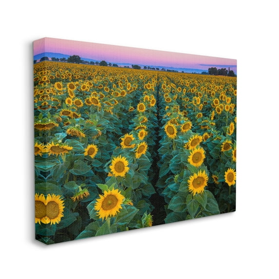 Stupell Industries Sunflower Field Rows at Sunset Farm Photography Botanical & Floral Painting Gallery Wrapped Canvas Print Wall Art, 36 x 48