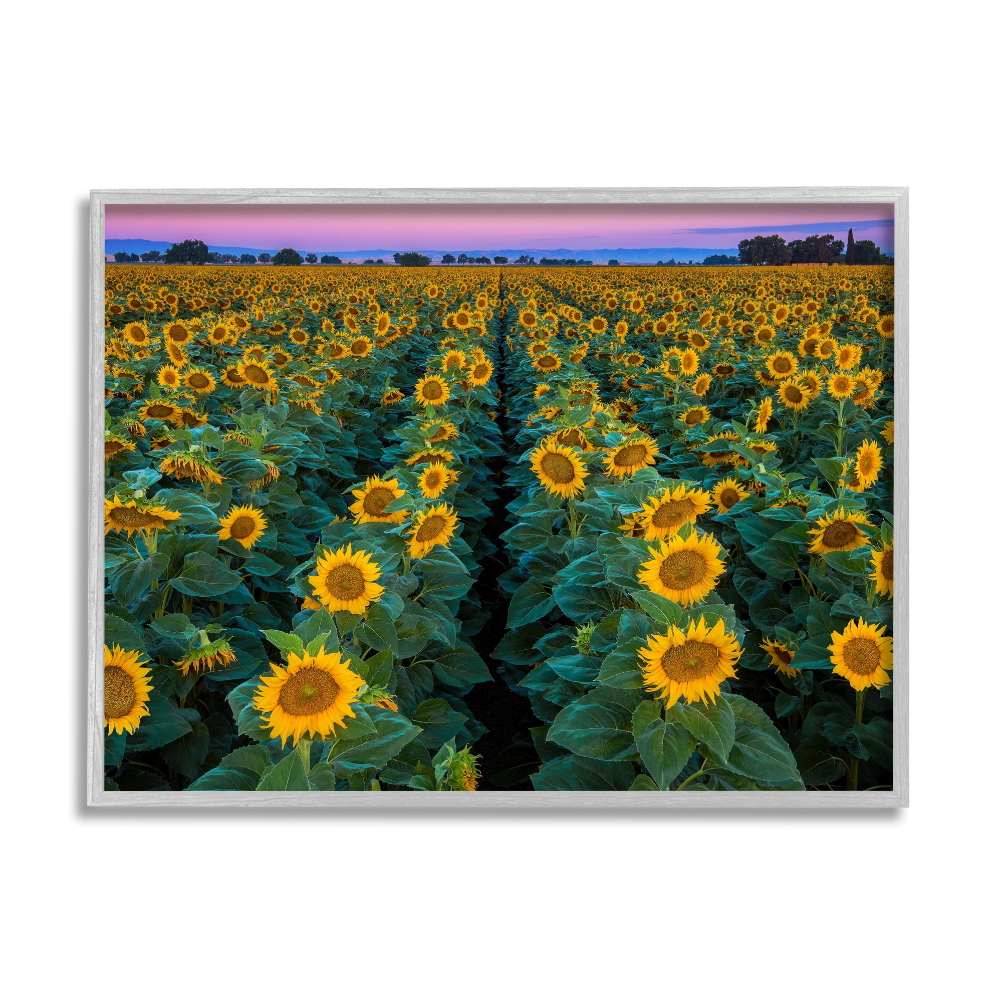 Stupell Industries Sunflower Field Rows at Sunset Farm Photography Botanical & Floral Painting Gray Framed Art Print Wall Art, 16 x 20
