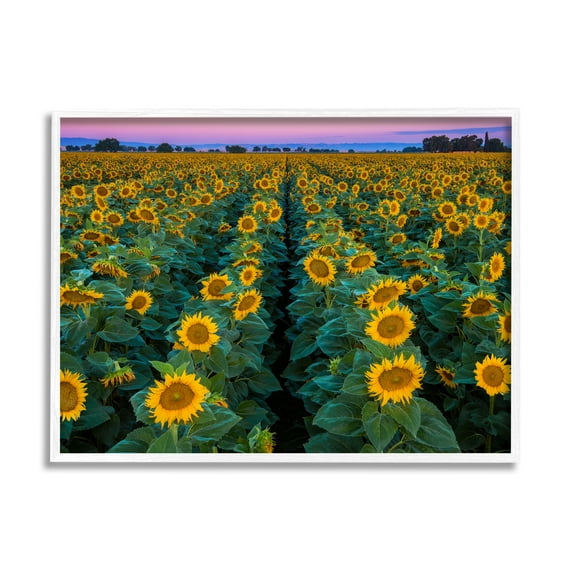 Stupell Industries Sunflower Field Rows at Sunset Farm Photography Graphic Art White Framed Art Print Wall Art, 24x30, by John Gavrilis