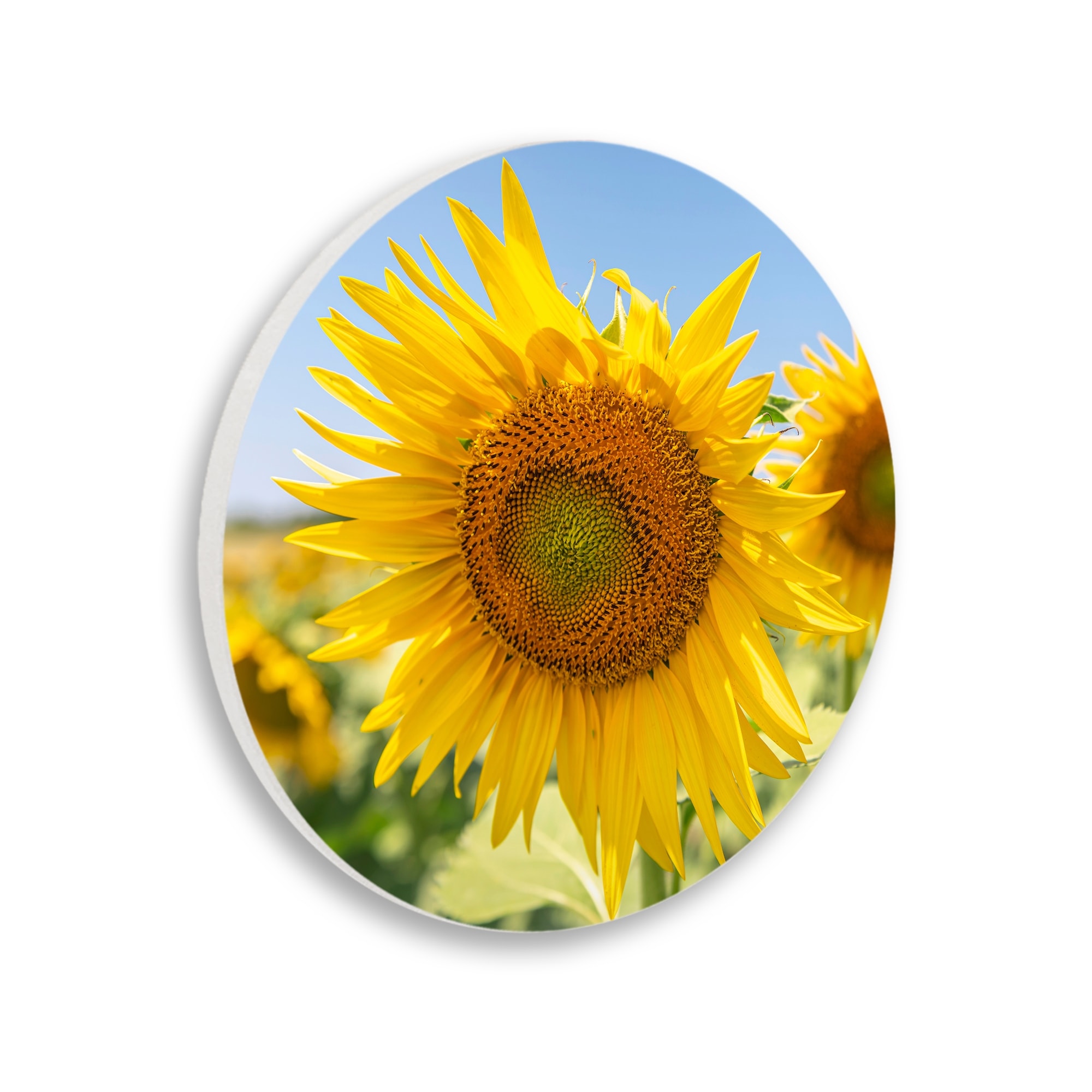 Stupell Industries Sunflower Florals in Sunny Blue Farm Field,12 x 12,Design By Richard Silver