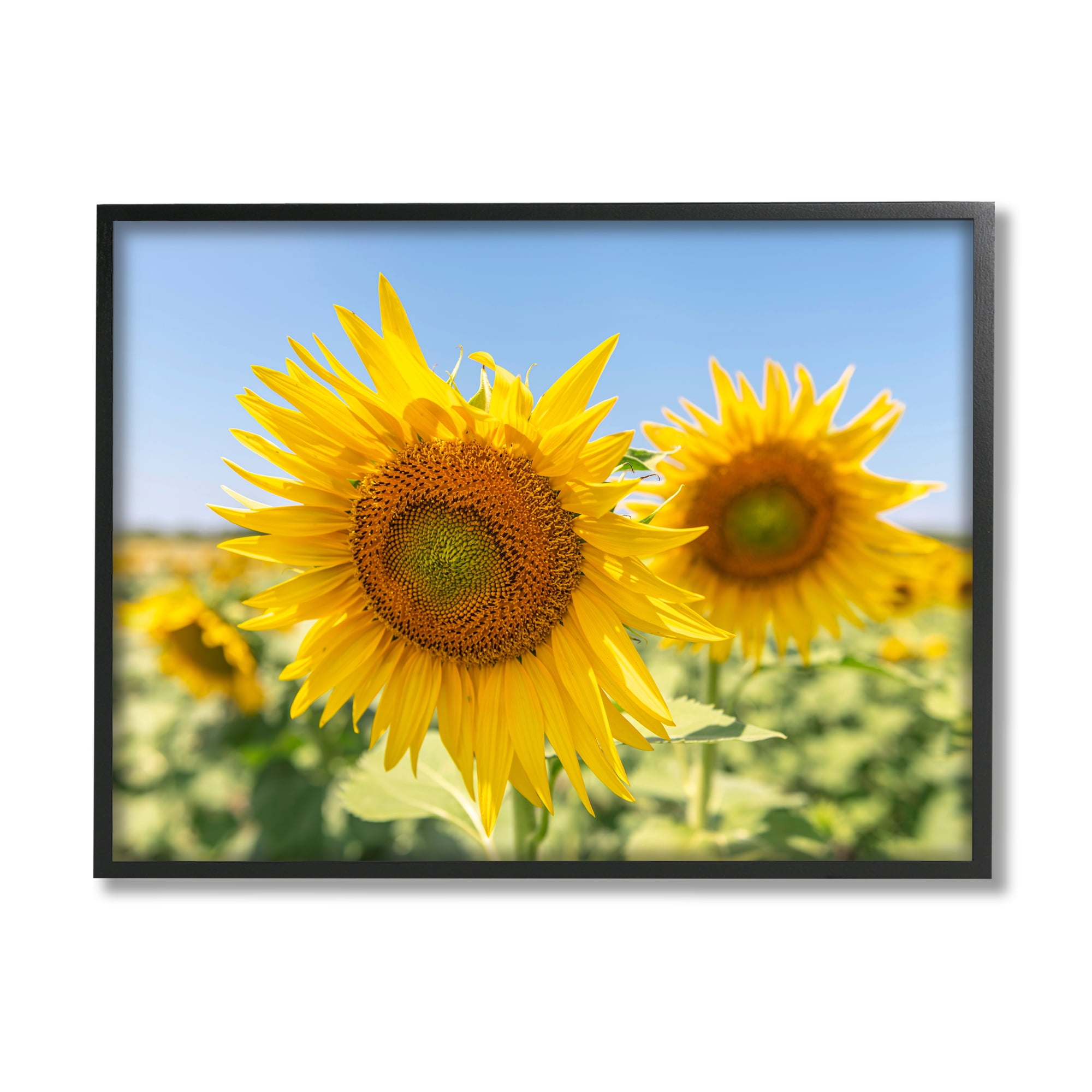 Stupell Industries Sunflower Florals in Sunny Blue Farm Field Botanical & Floral Photography Black Framed Art Print Wall Art, 16 x 20