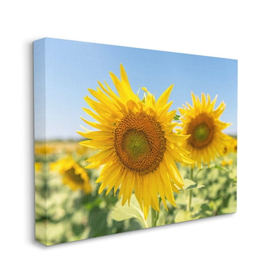 Stupell Industries Sunflower Florals in Sunny Blue Farm Field Botanical & Floral Photography Gallery Wrapped Canvas Print Wall Art, 16 x 20