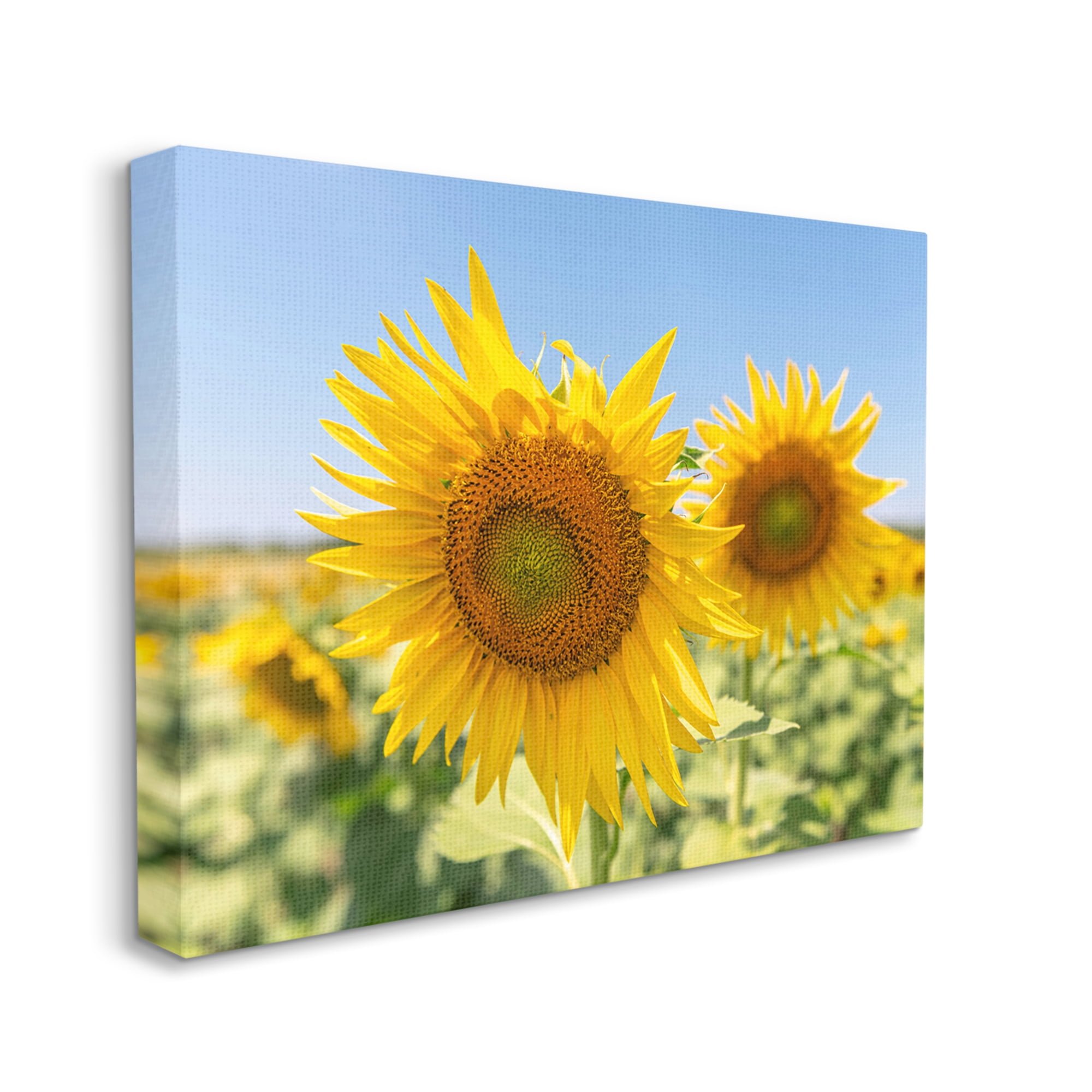 Stupell Industries Sunflower Florals in Sunny Blue Farm Field Botanical & Floral Photography Gallery Wrapped Canvas Print Wall Art, 24 x 30
