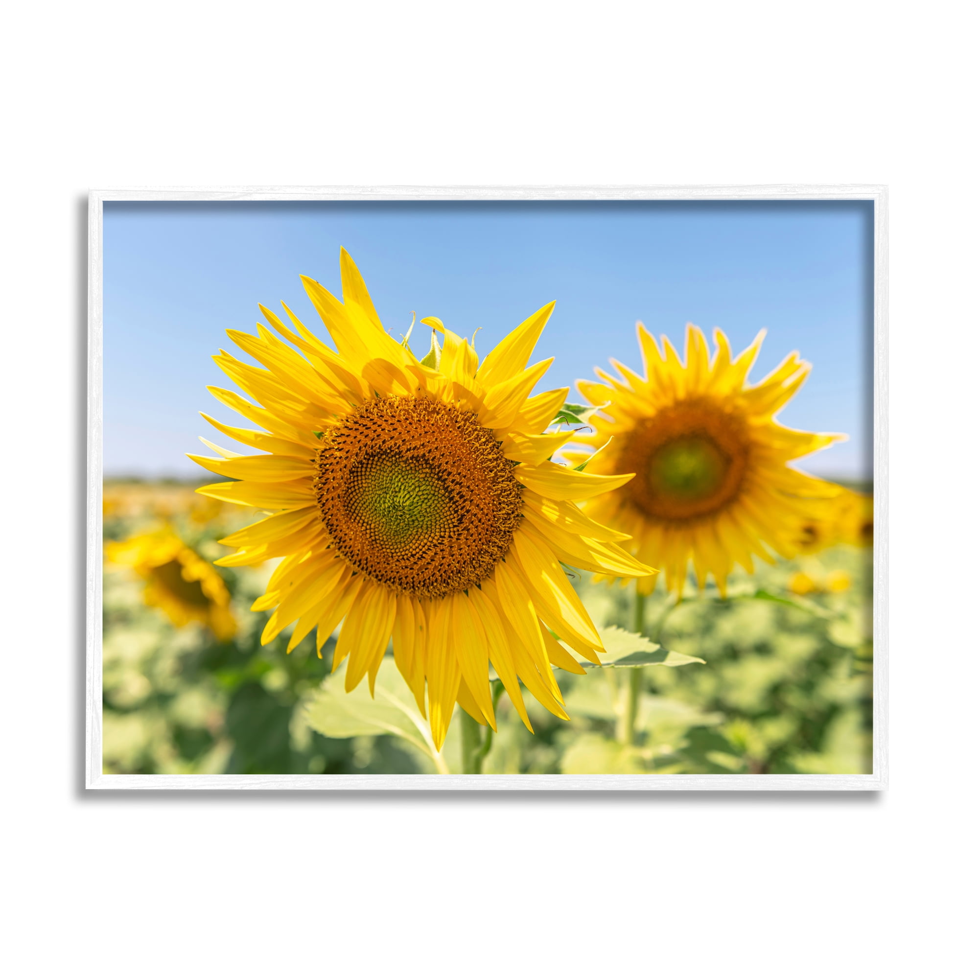 Stupell Industries Sunflower Florals in Sunny Blue Farm Field Botanical & Floral Photography White Framed Art Print Wall Art, 11 x 14