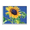 thumbnail image 1 of Stupell Industries Sunflower on Blue Botanical & Floral Photography White Framed Art Print Wall Art, 20 x 16, 1 of 9