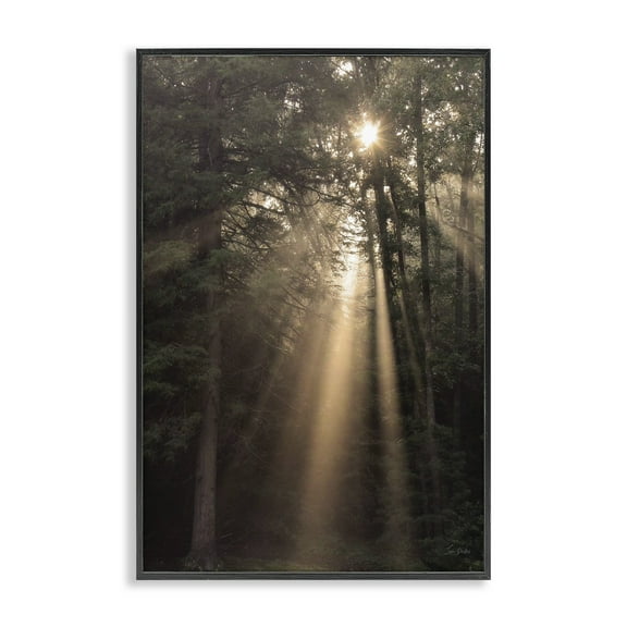 Stupell Industries Sunlight Through Tree Canopy Landscape & Nature Photography Black Framed Art Print Wall Art, 12 x 18
