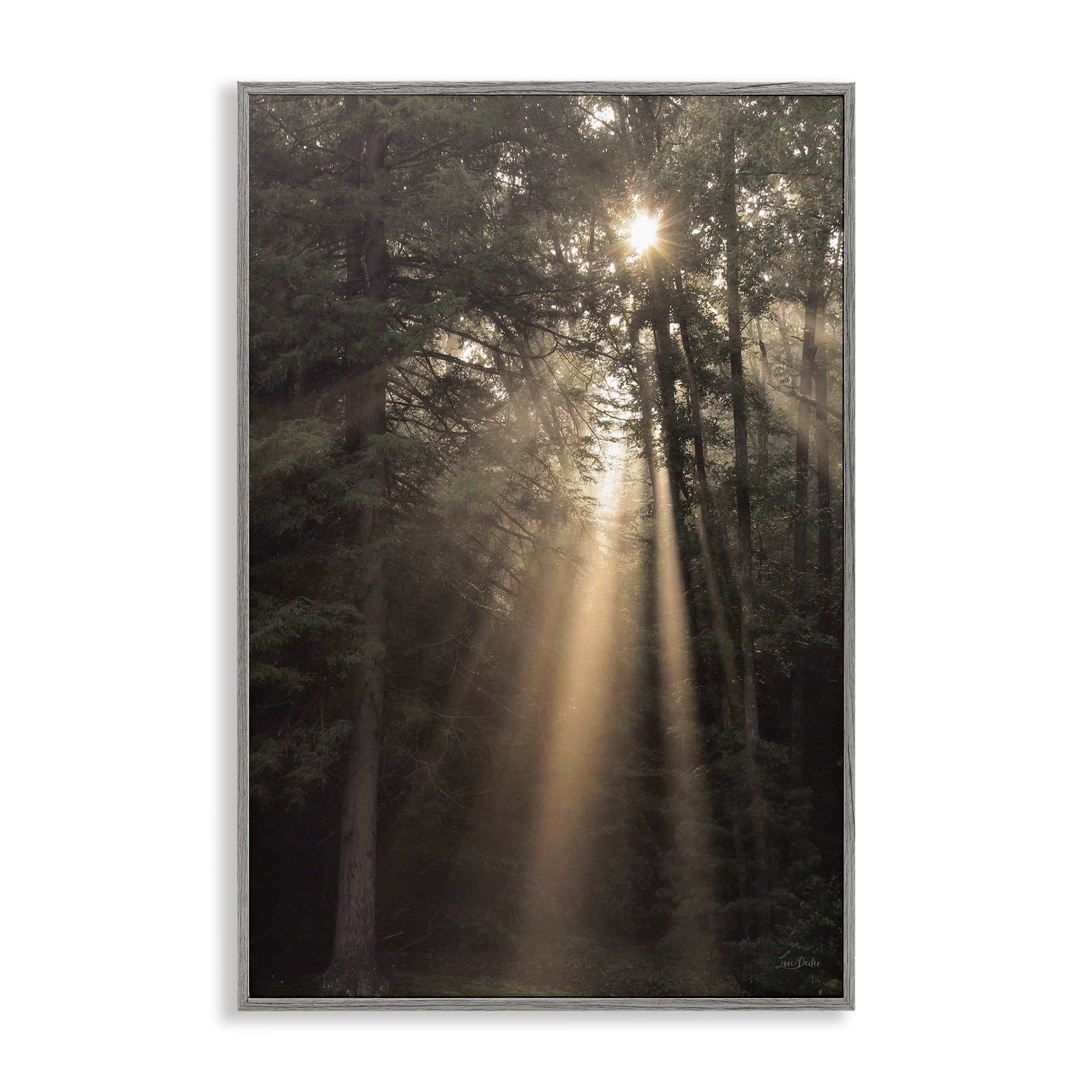 Stupell Industries Sunlight Through Tree Canopy Landscape & Nature Photography Gray Framed Art Print Wall Art, 12 x 18